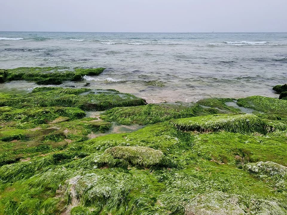 Sea 