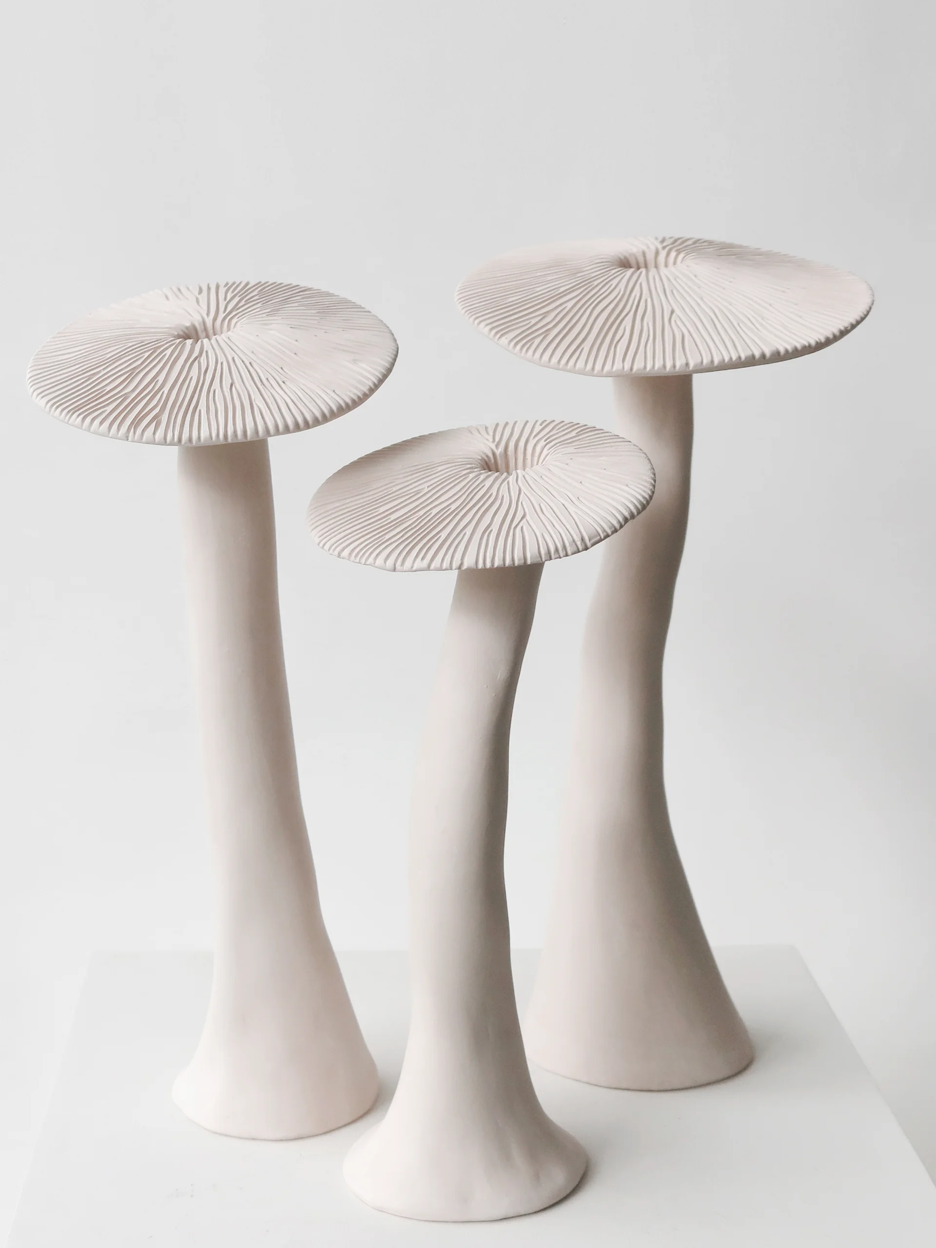  KASA // M MUSHROOM FIELD