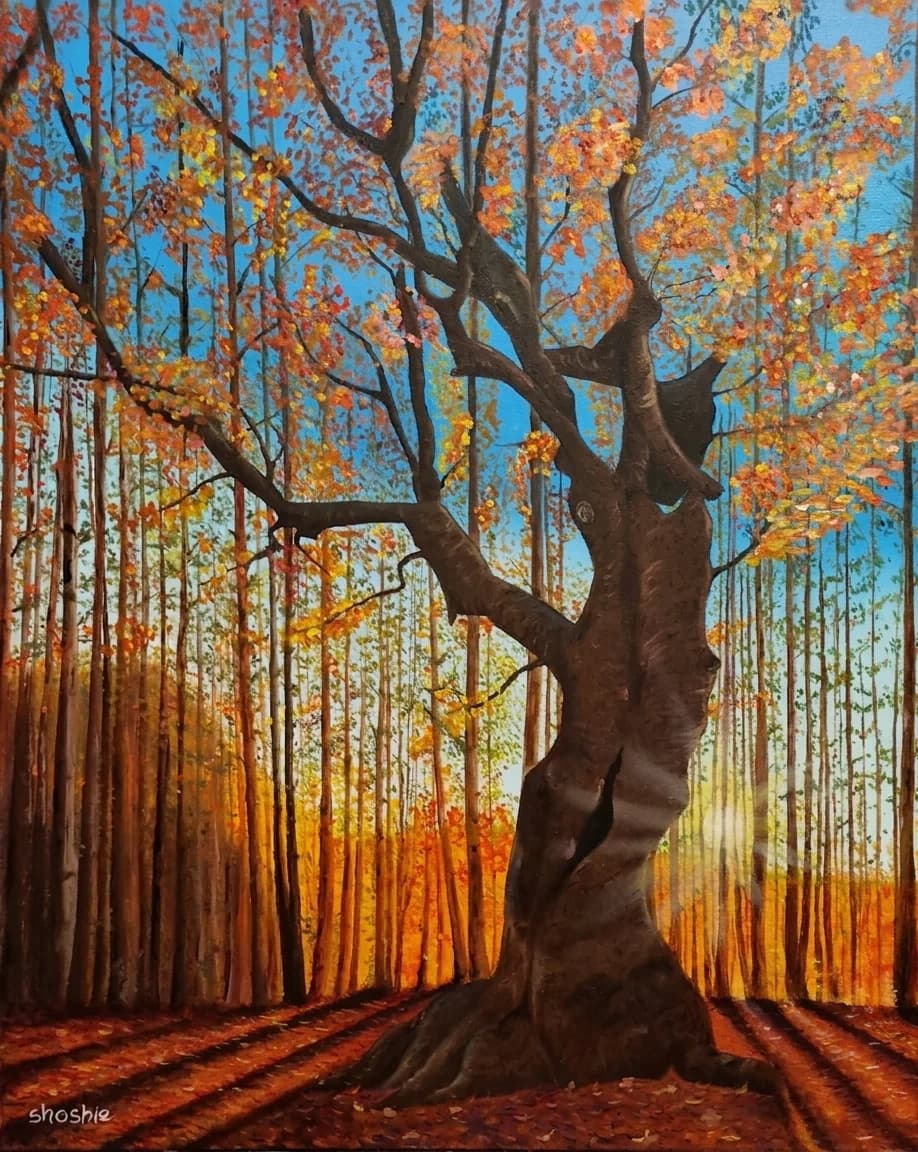 Autumn Light Through Trees