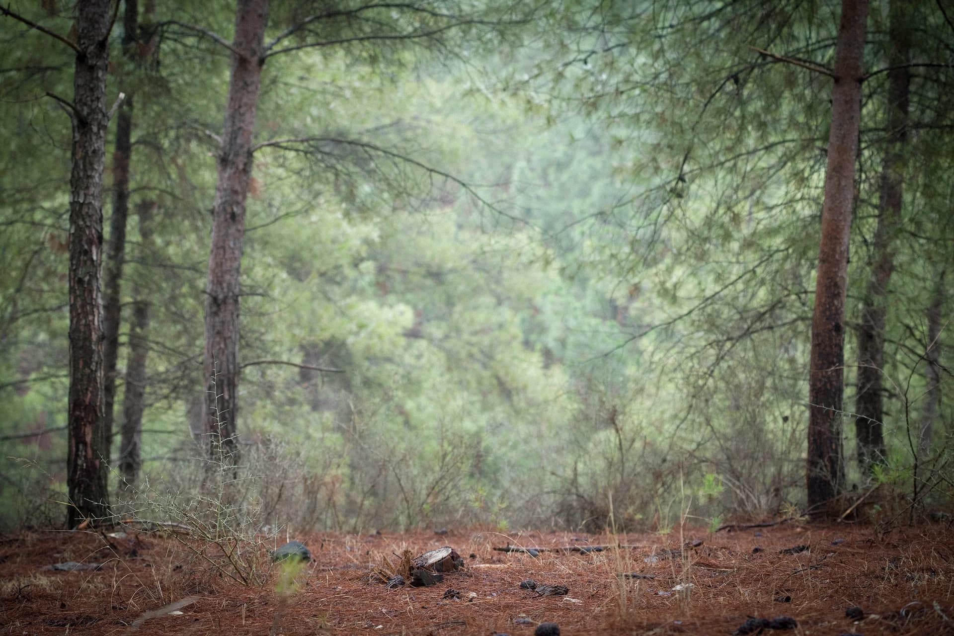 Peace in the Forest