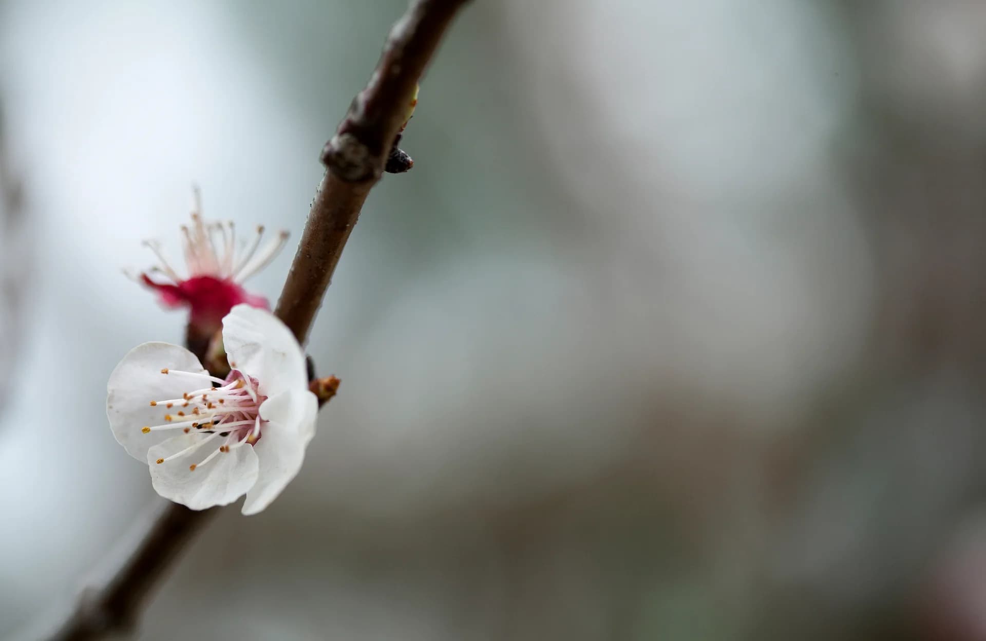 Apricot Blossom II, Natalie Shriki