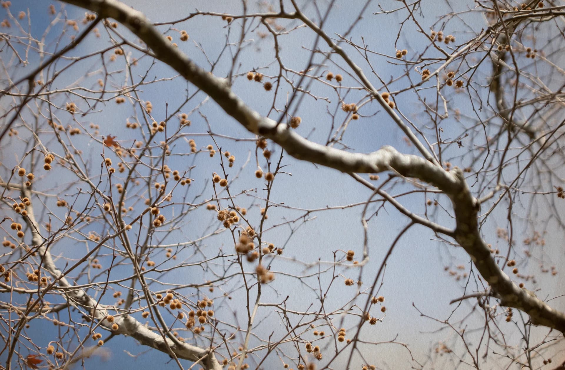 Pompons in the Sky