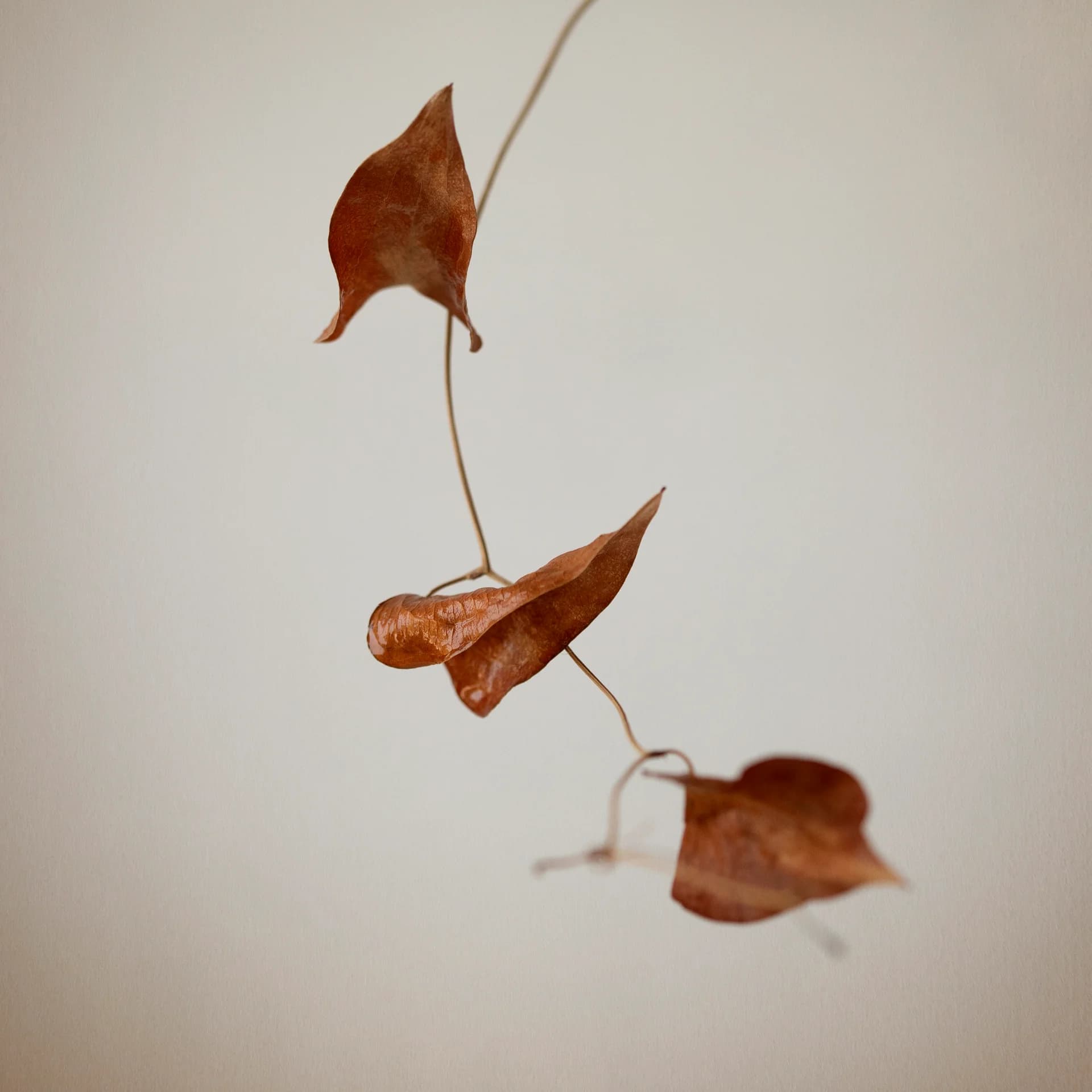 Autumn Dance