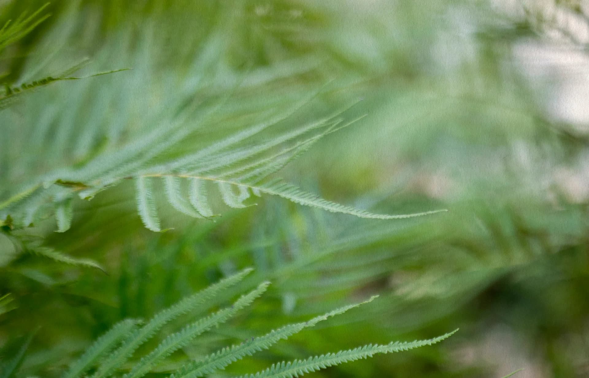 Green Harmony