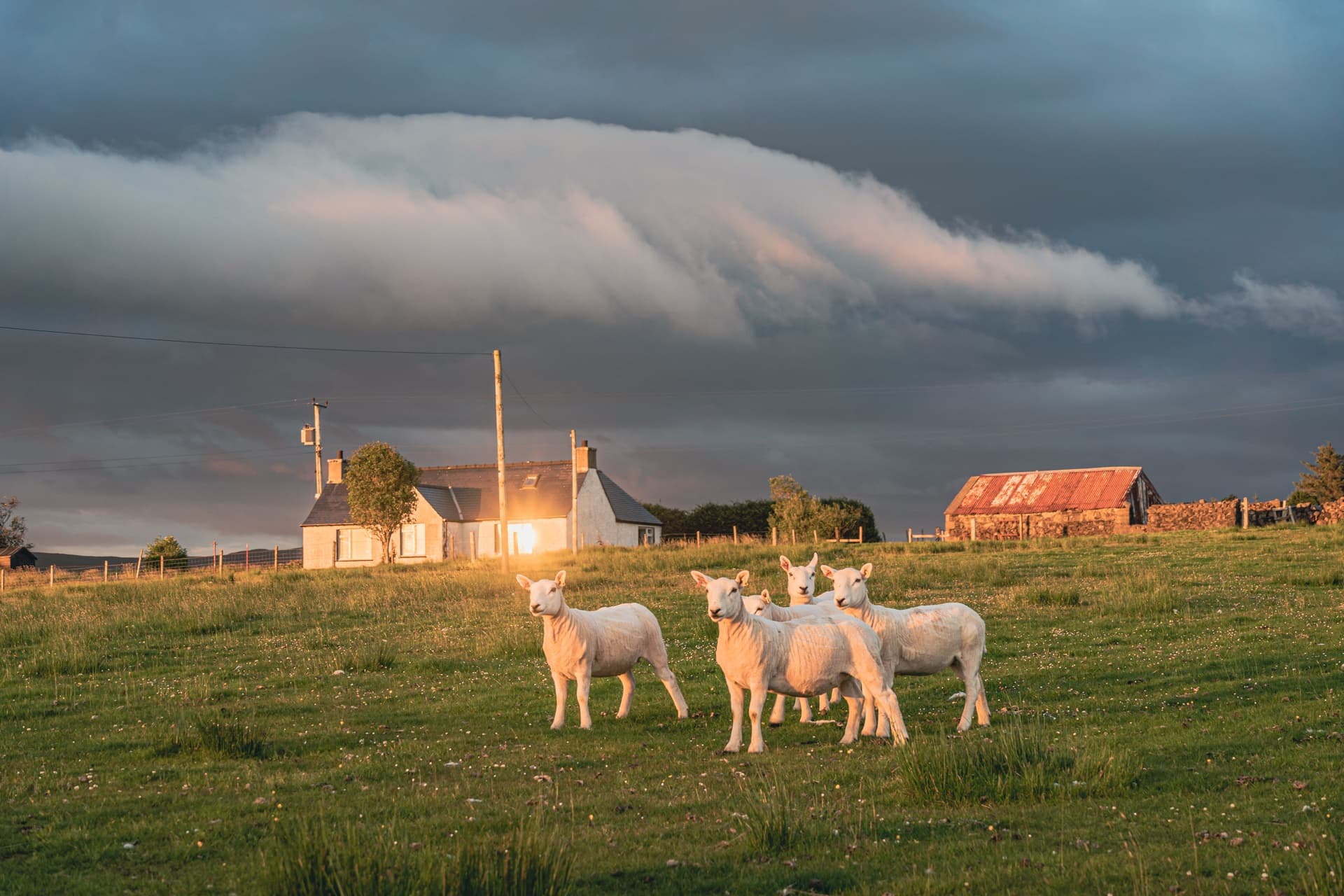 Friend-Sheep 2