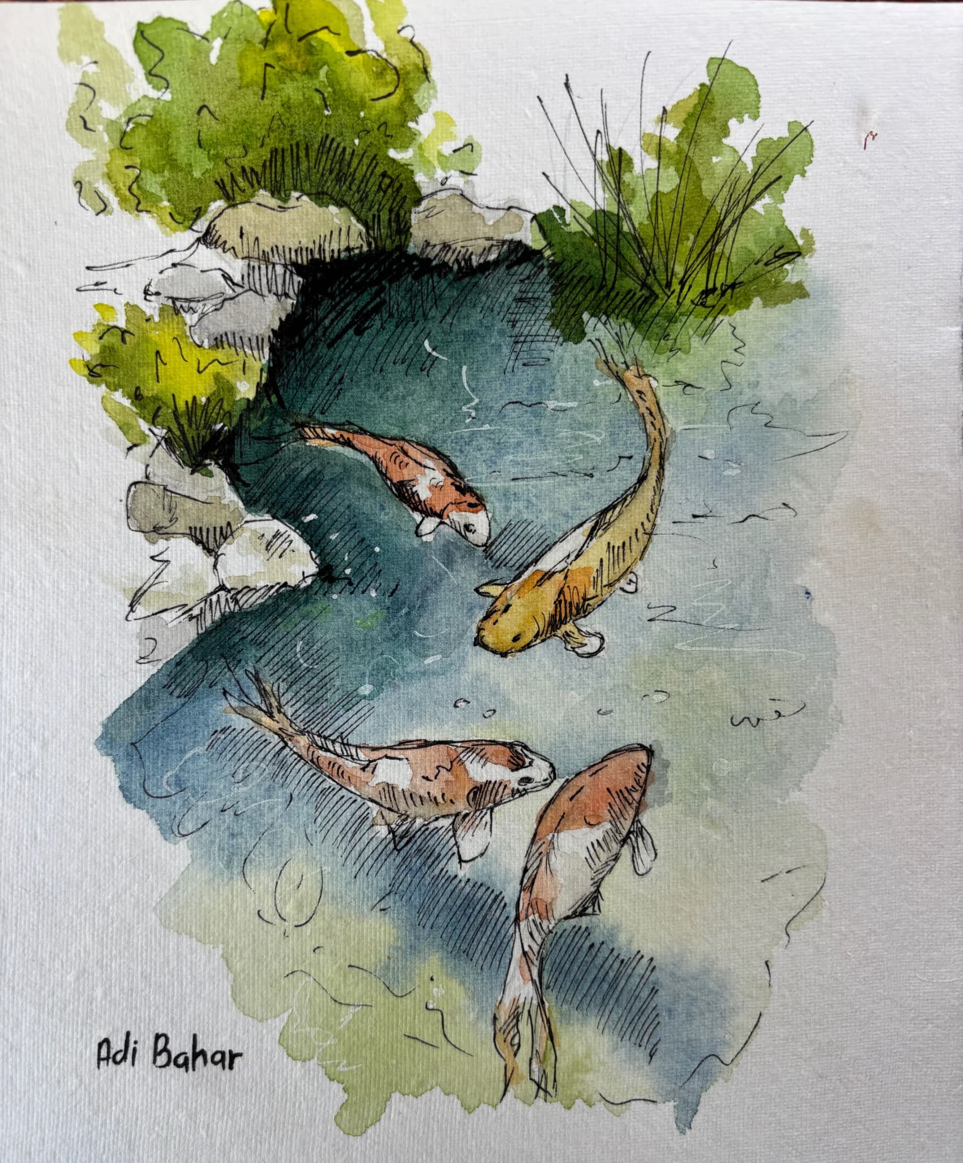 Koi pool
