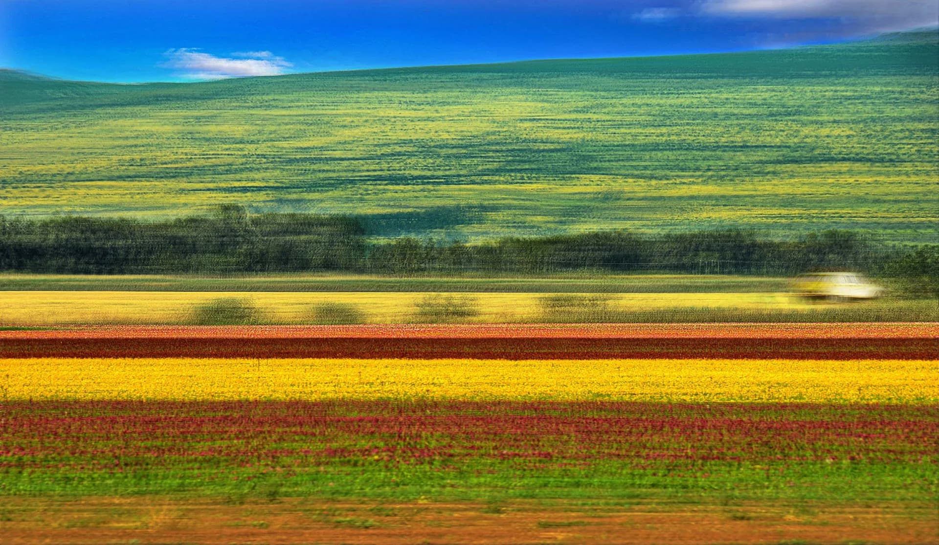 Flowers field in the upper galilee