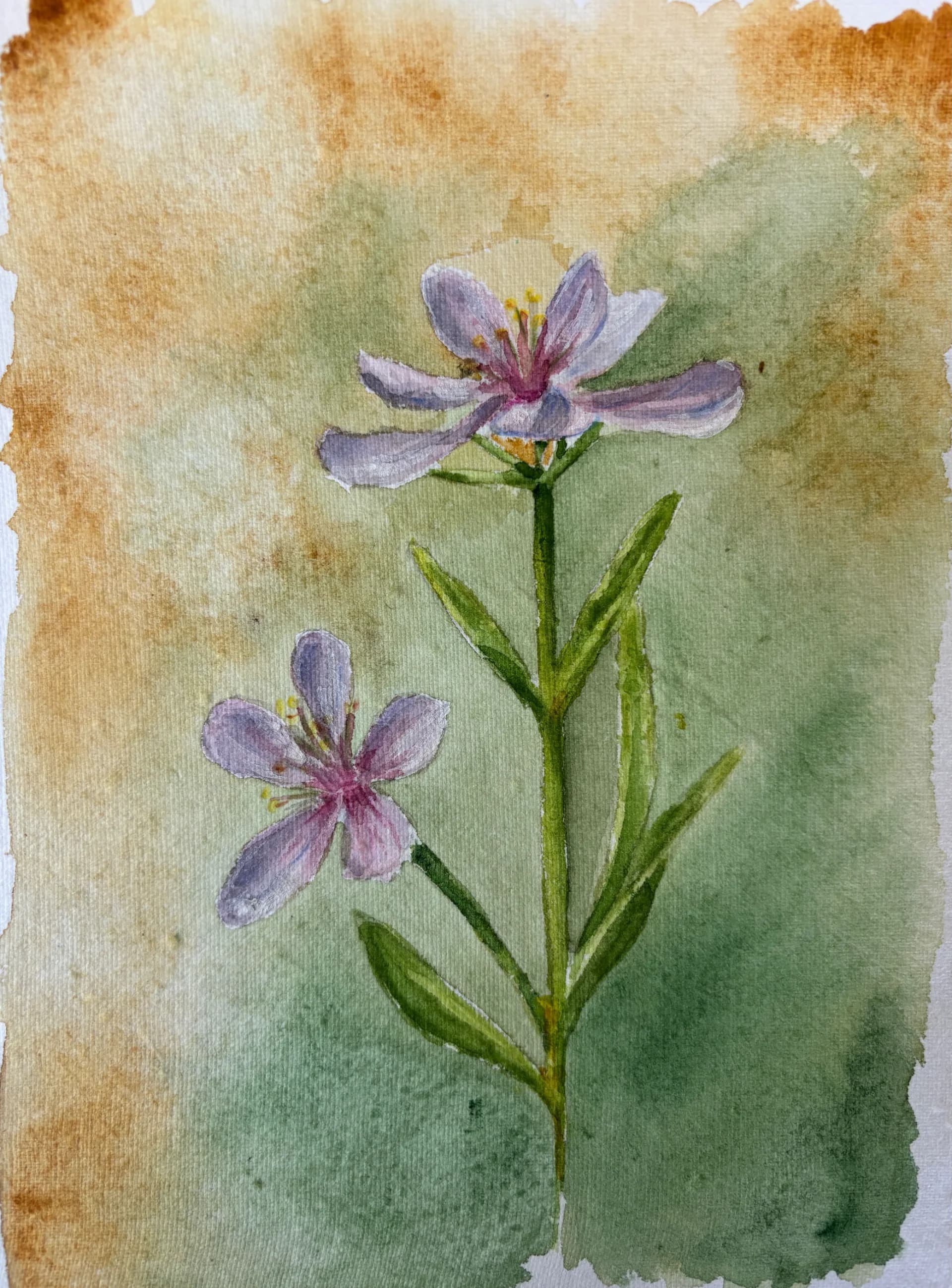 Blossoms in Sage