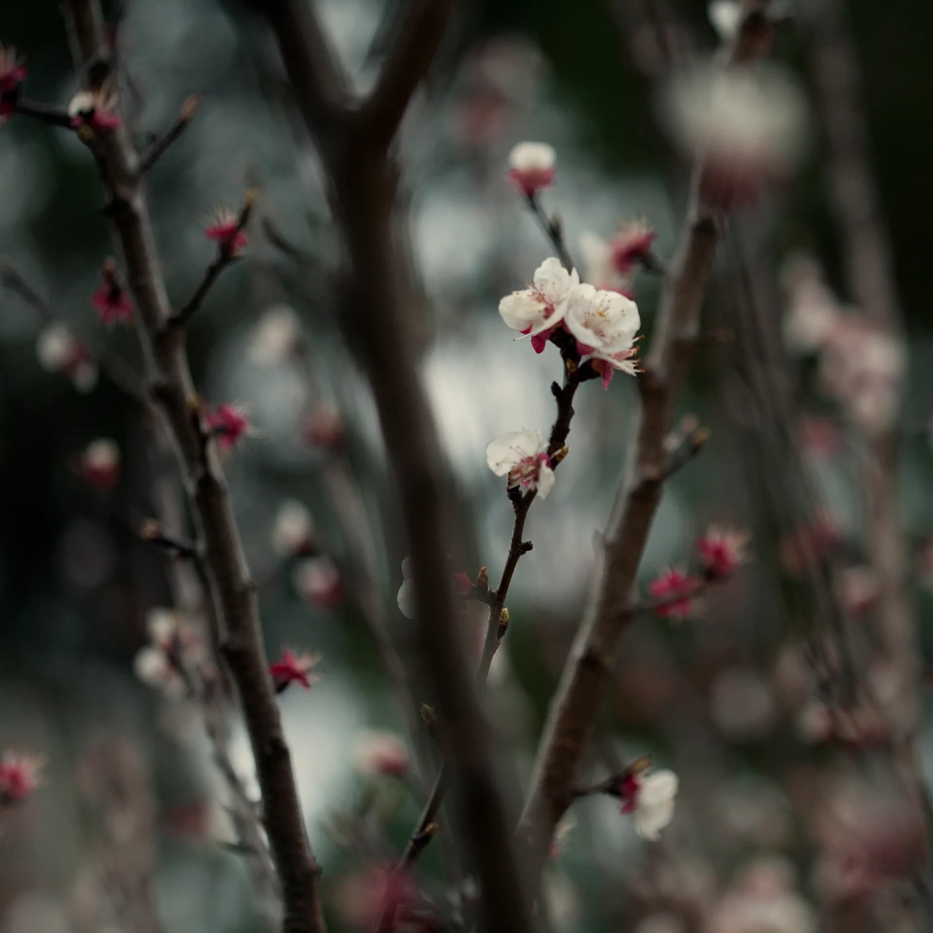Apricot Blossom