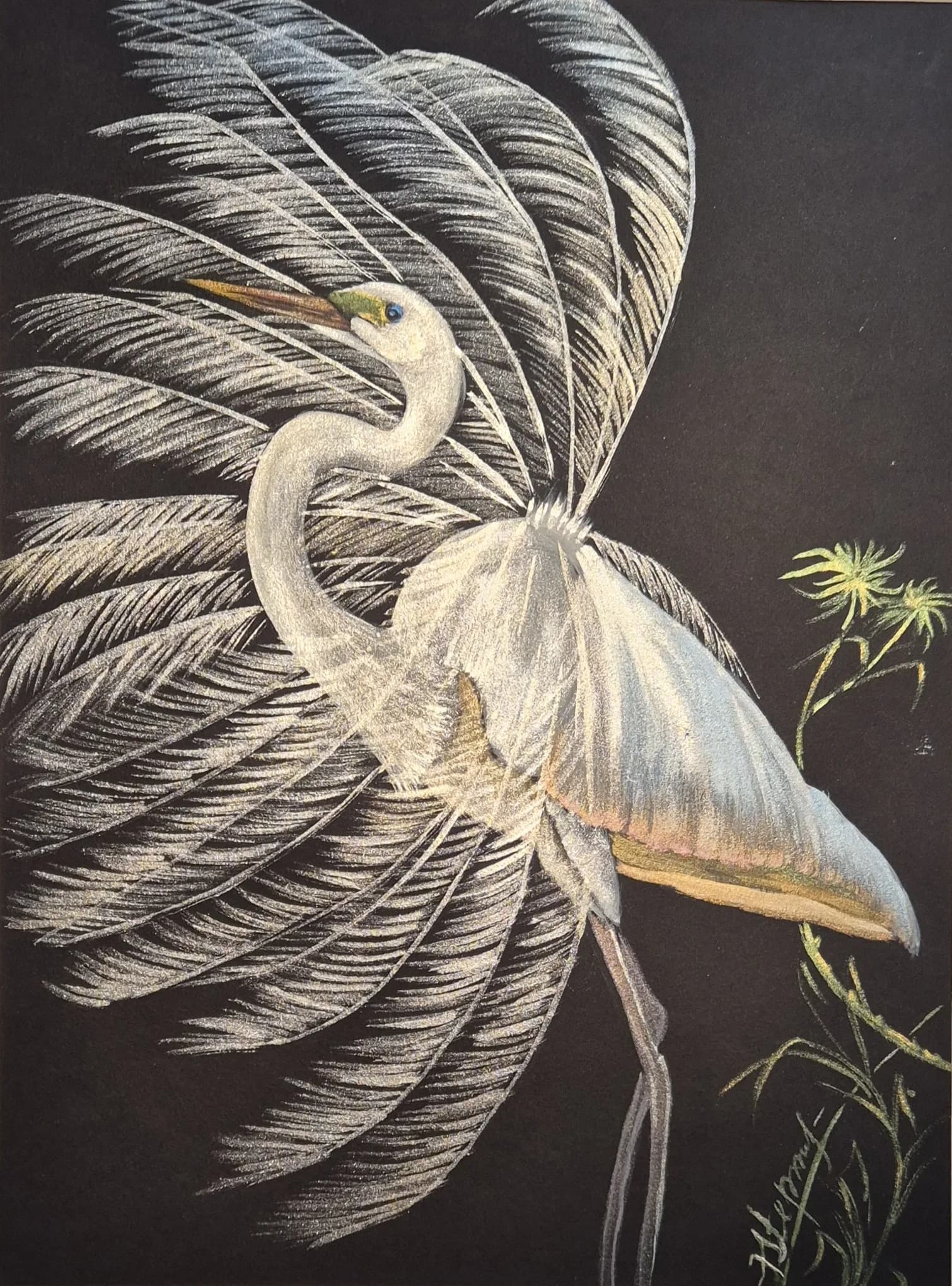 Heron Among Silver Plumes