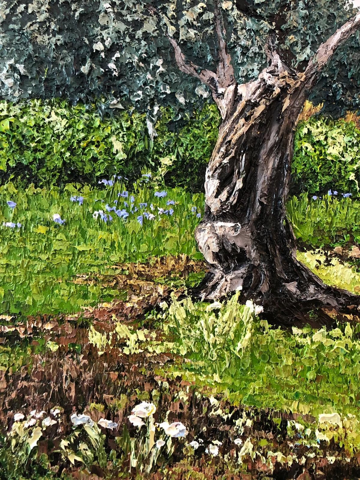 Olive tree grove 2