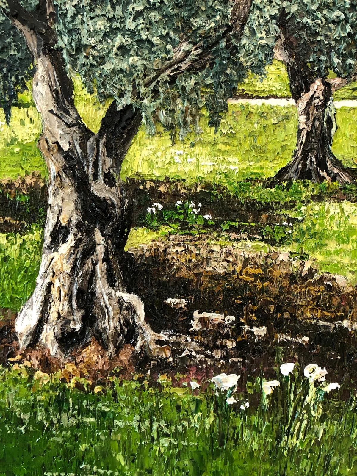 Olive tree grove 3