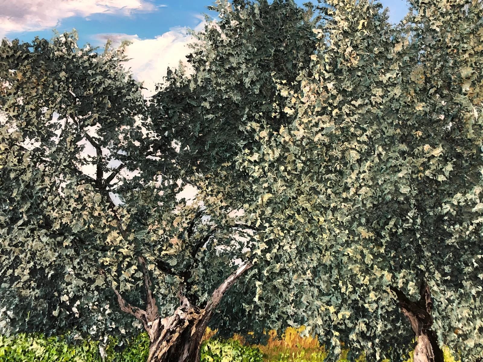Olive tree grove 4
