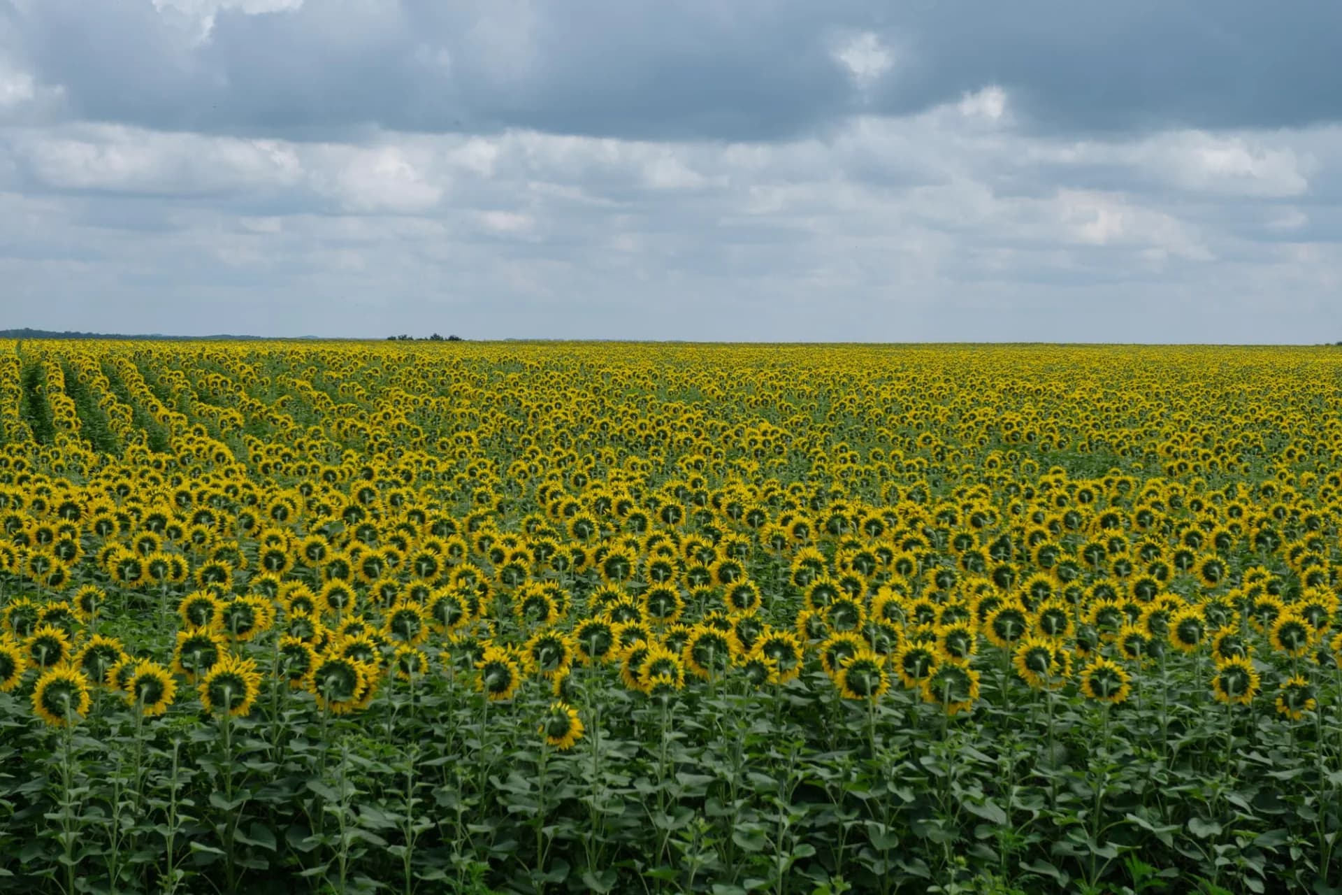 Sunflowers
