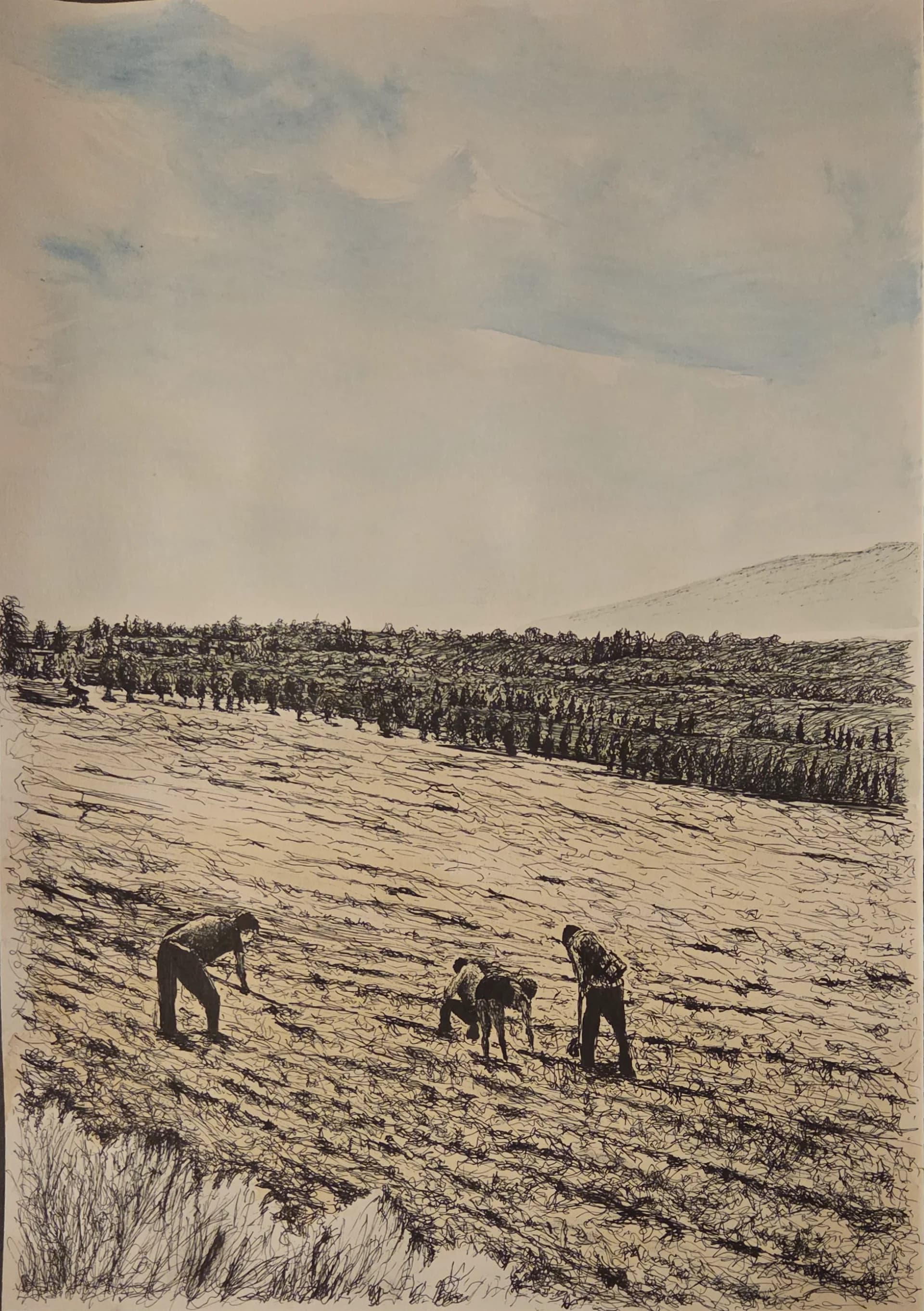 גידולי שדה בתל קציר 1949