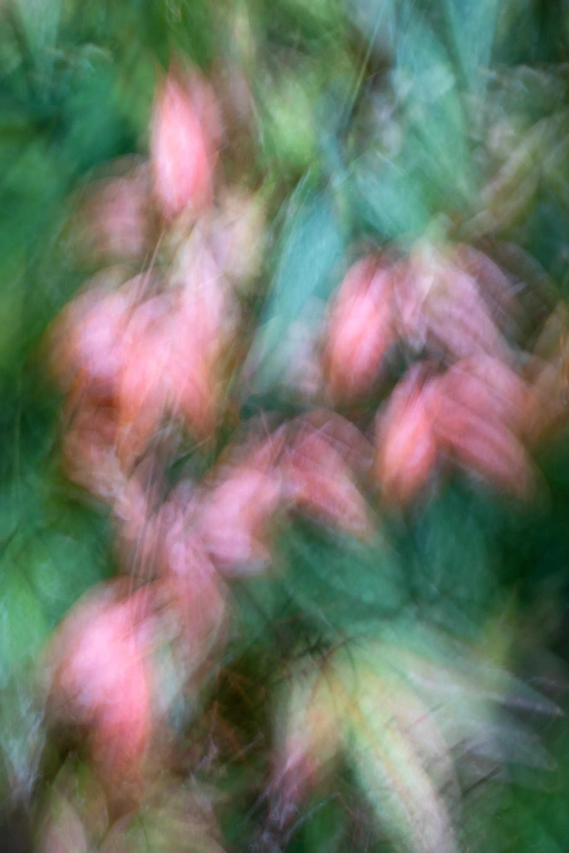 Nandina motion