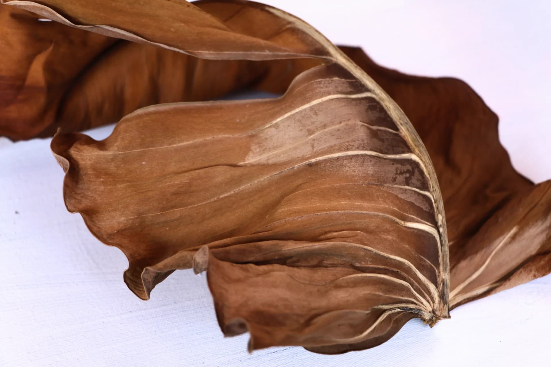 A Leaf on White
