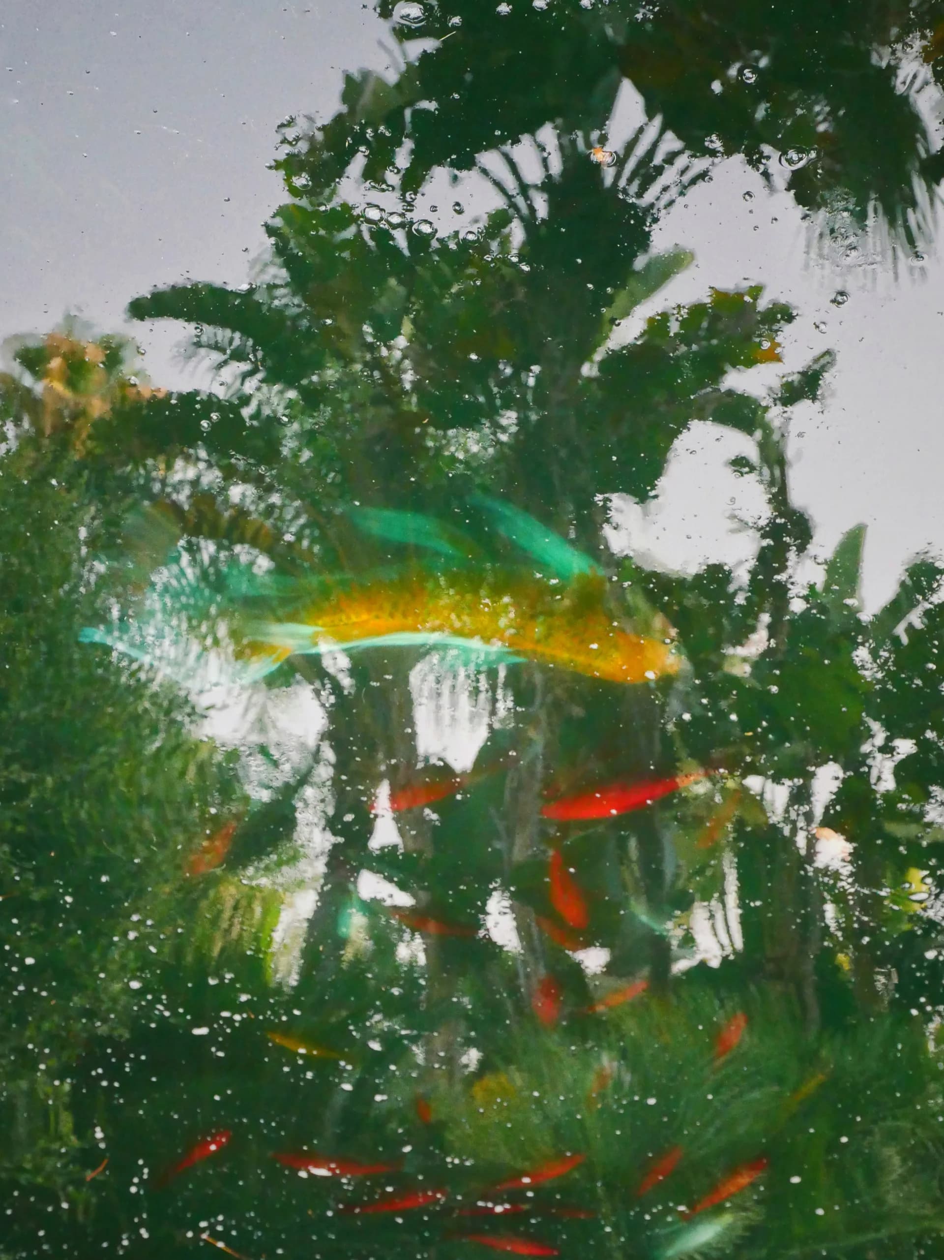 The Flying Fish