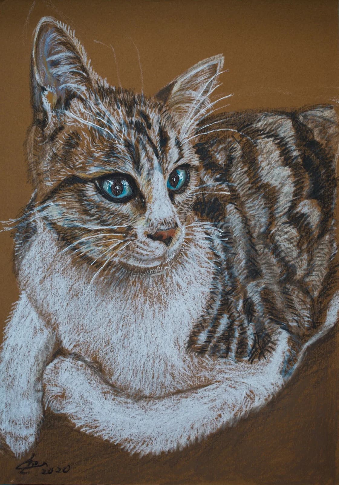 Natasha - beautiful cat