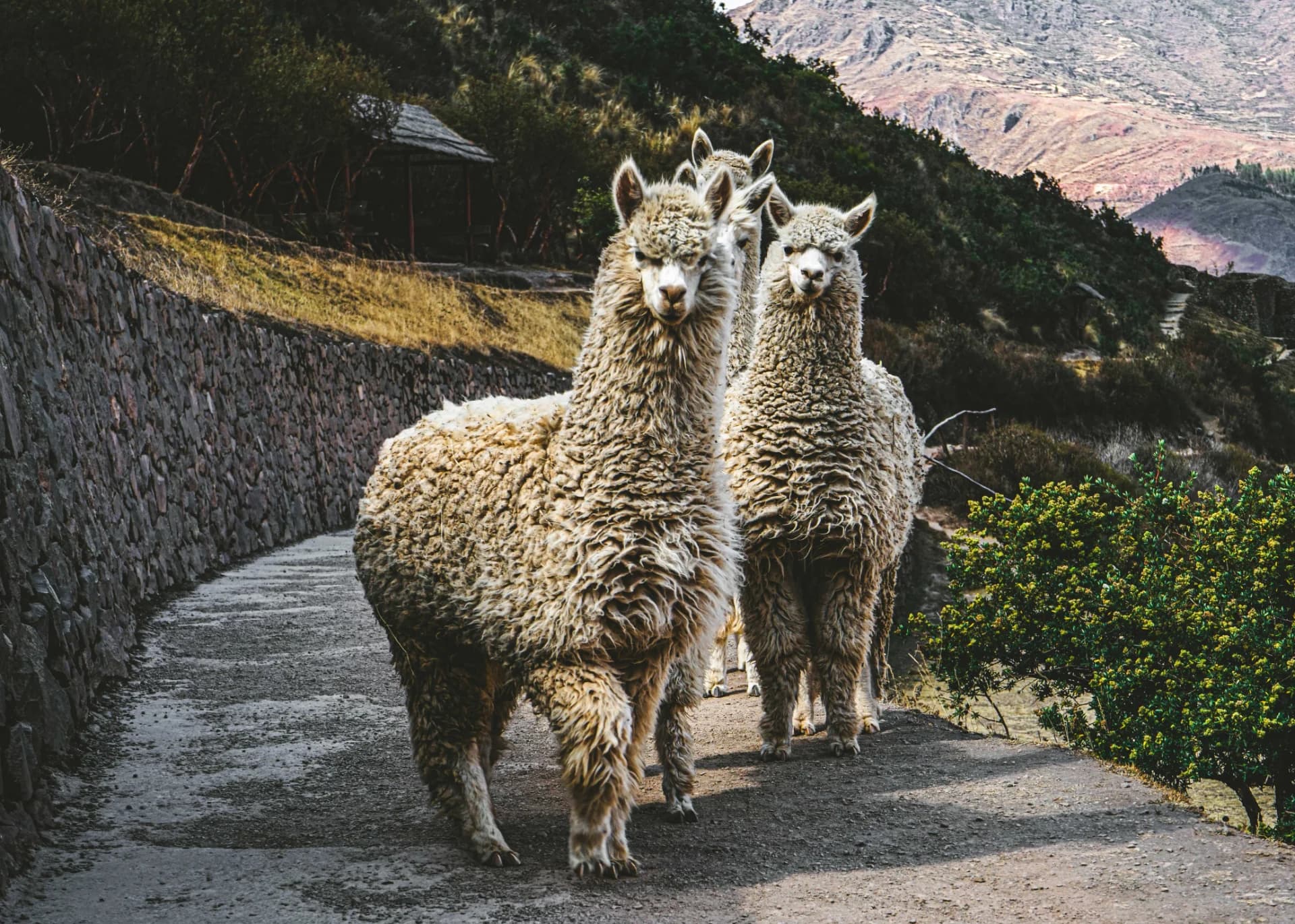 THE ALPACA UNITED FRONT