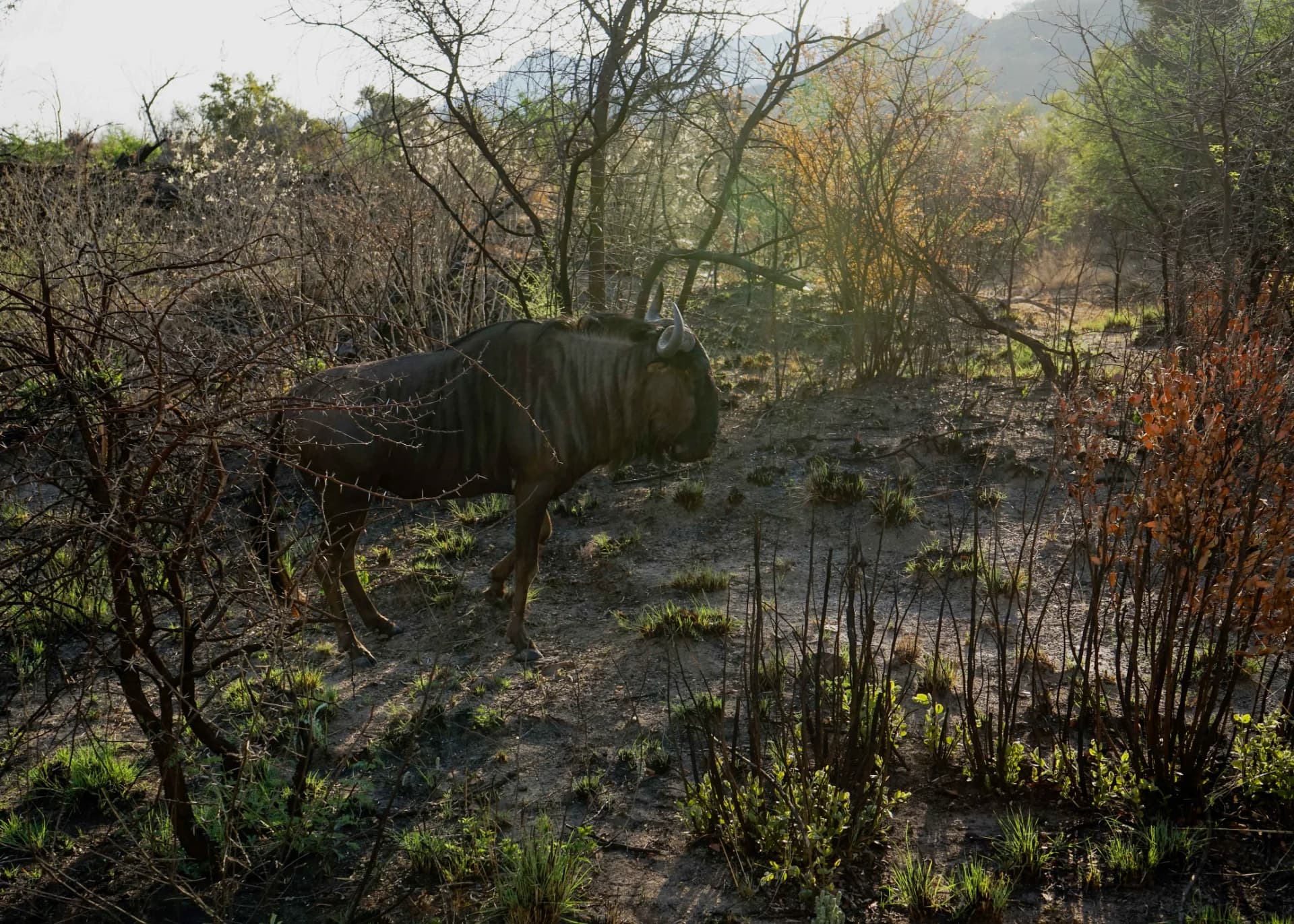 BLACK WILDEBEAST
