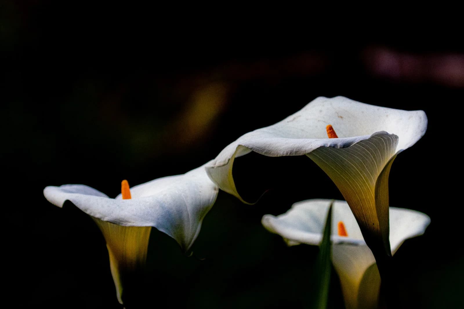 פריחה בלבן