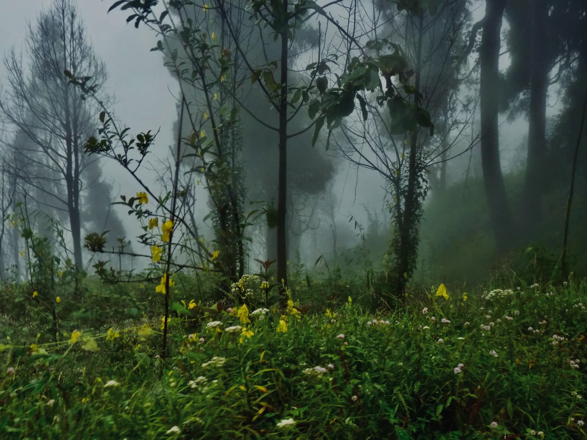 Mist Among Wildflowers