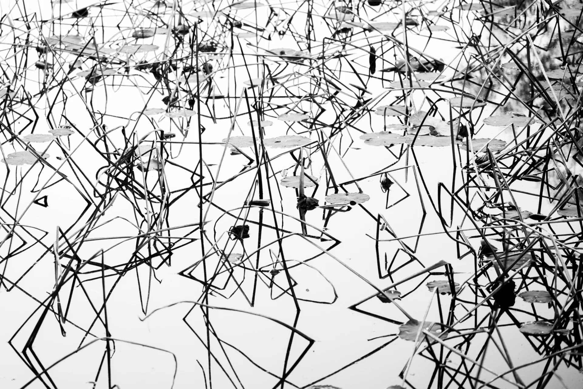 Reeds in Reflection