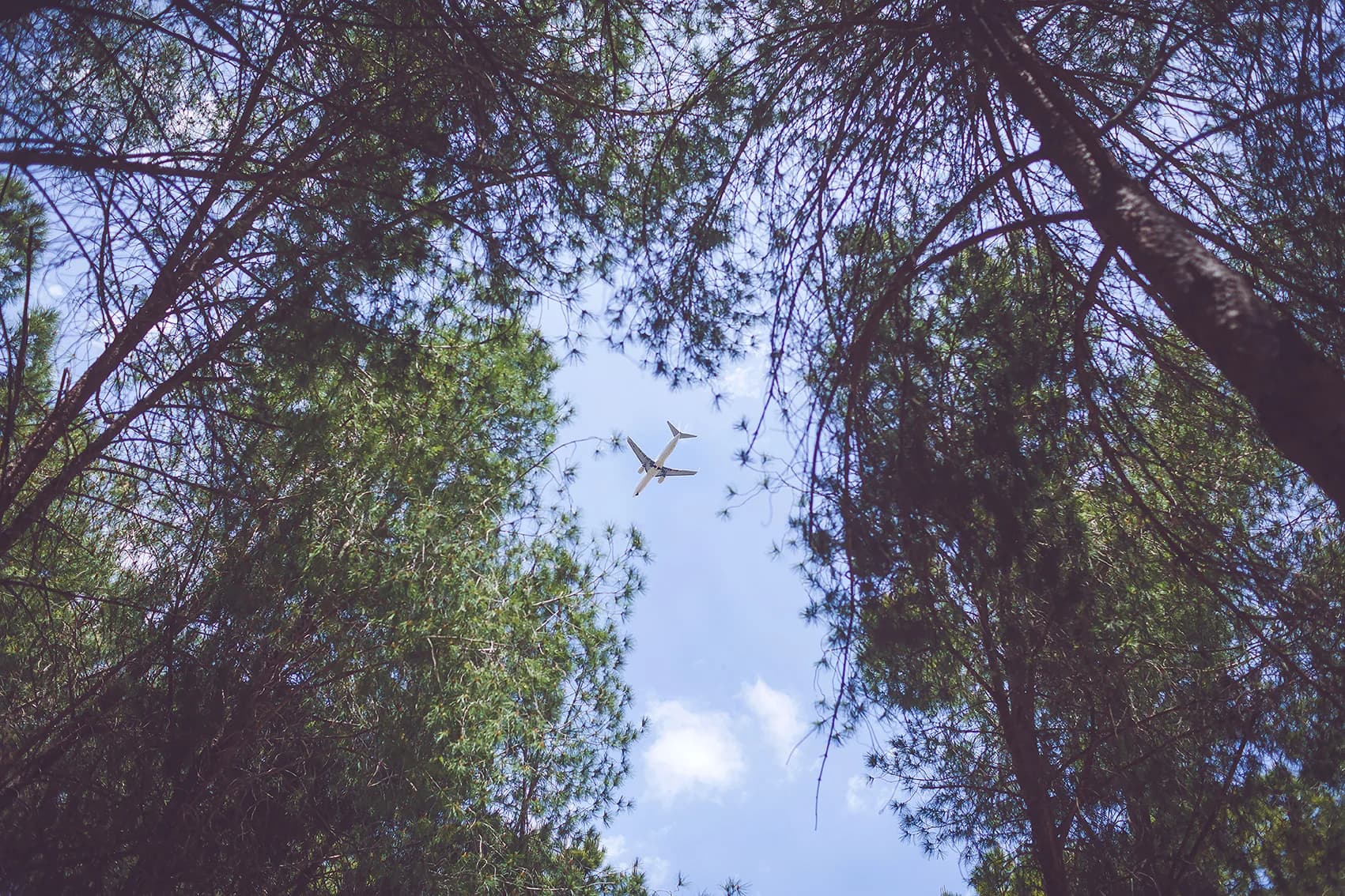 Flight Through Pines