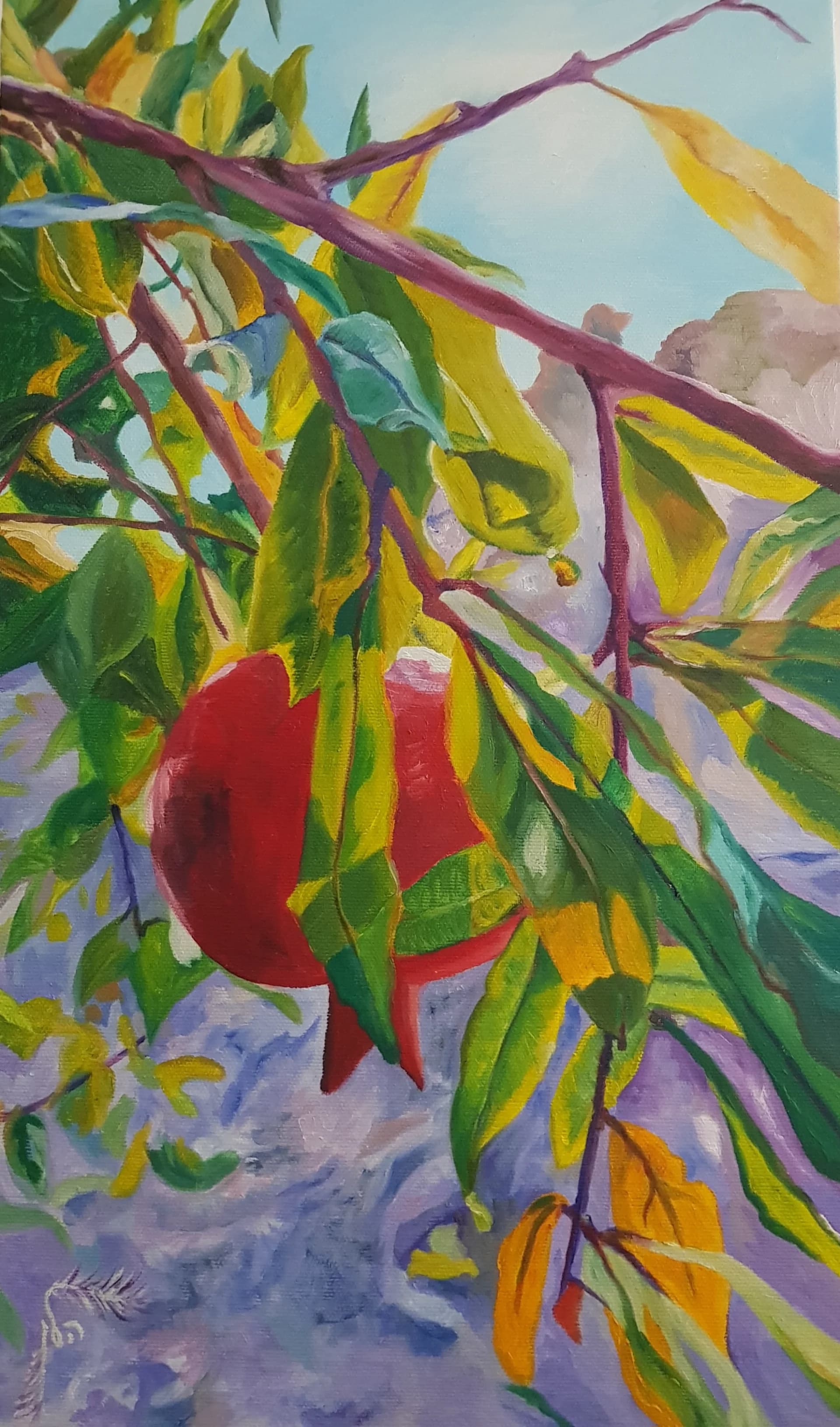 Pomegranate in Bloom