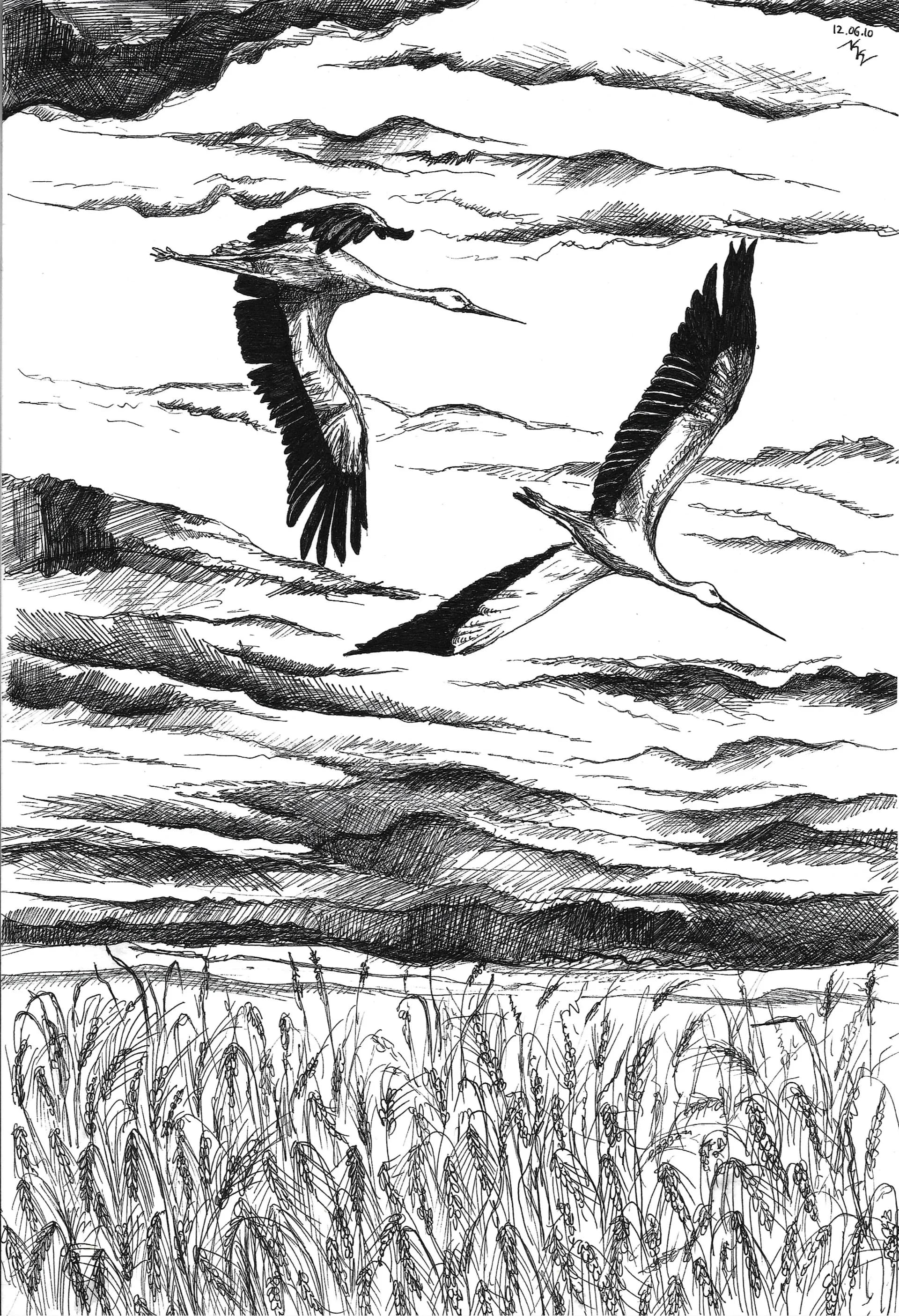 Cranes Over the Field