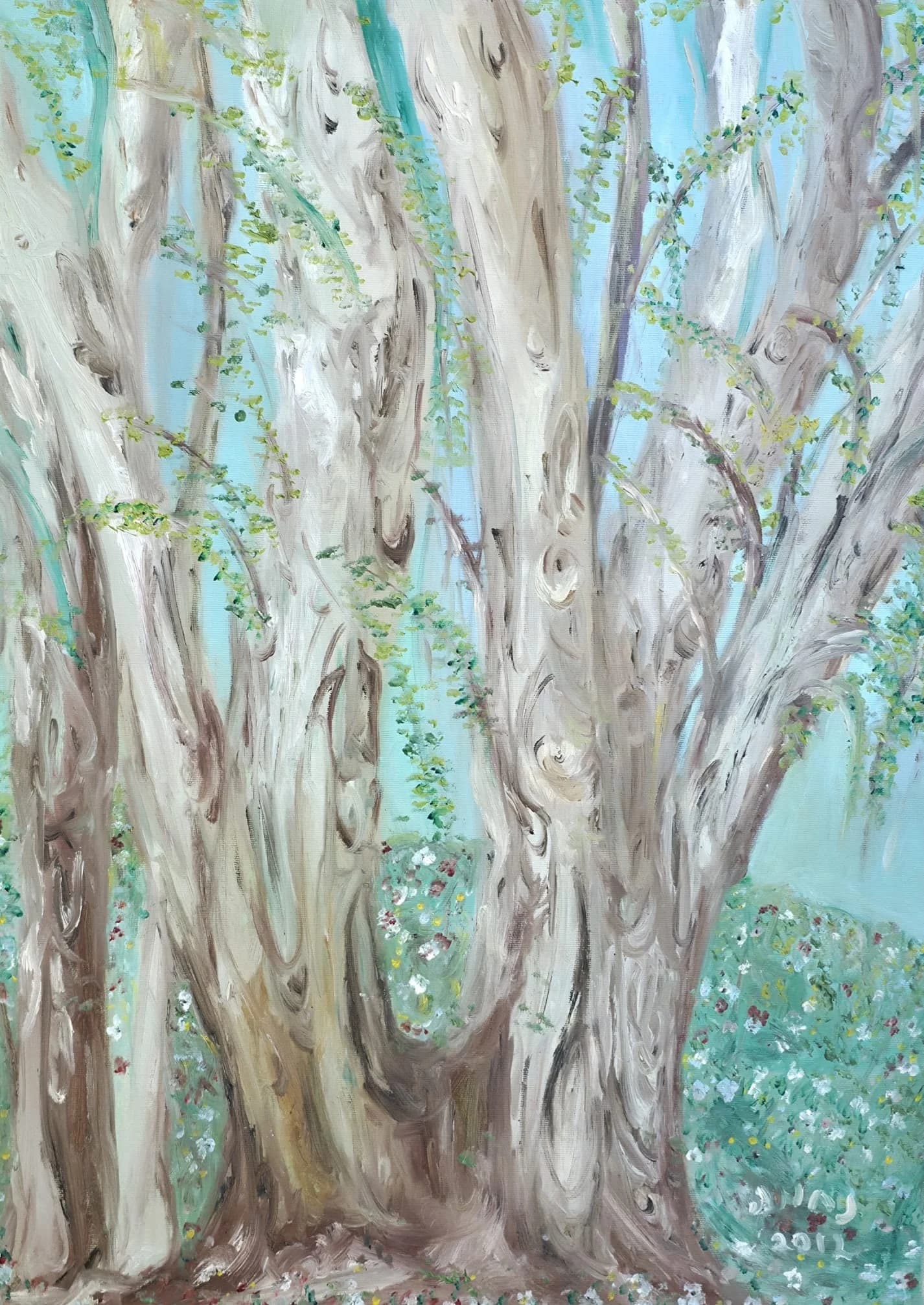 Eucalyptus trunks