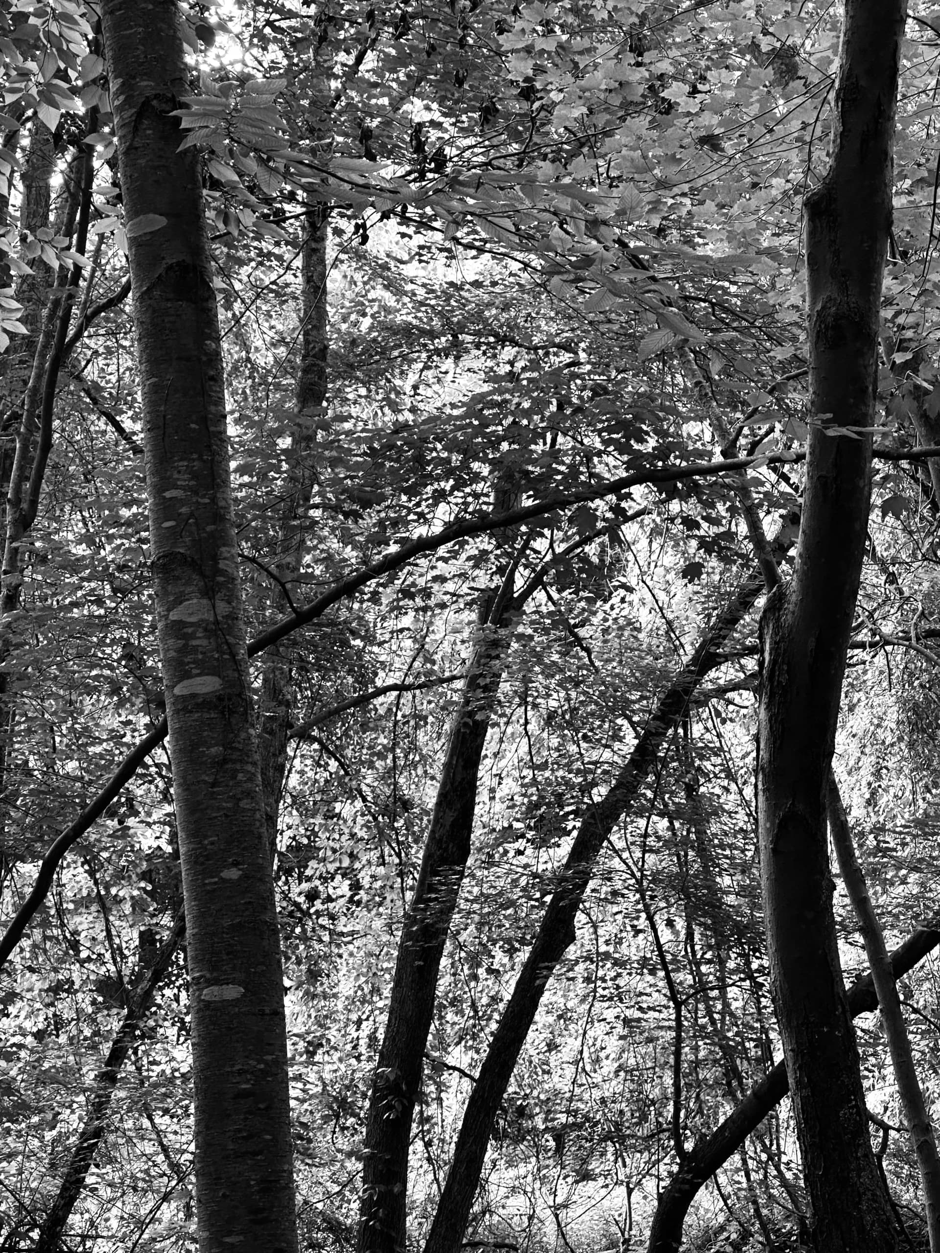 Tranks composition