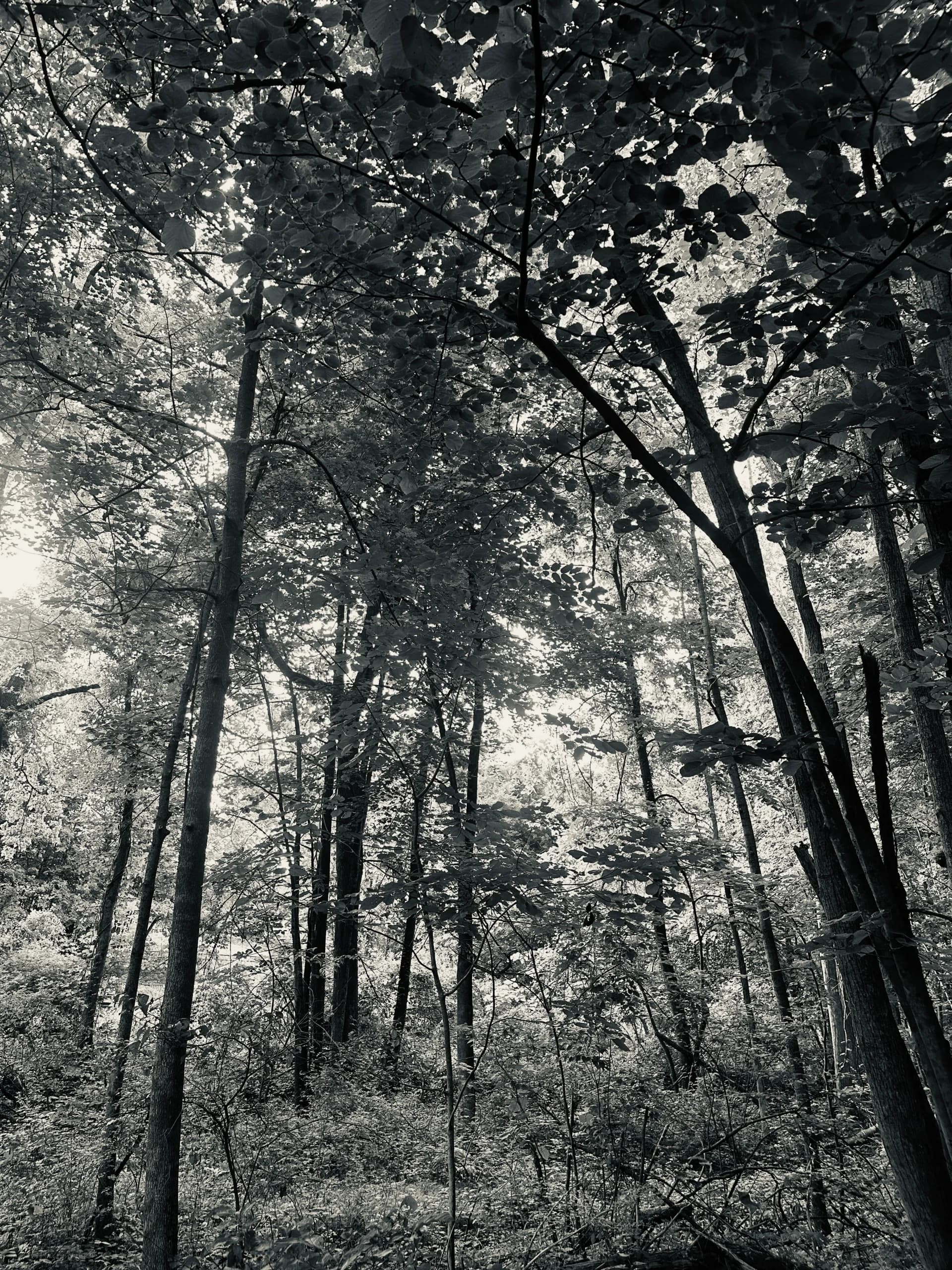 The Black and white forest