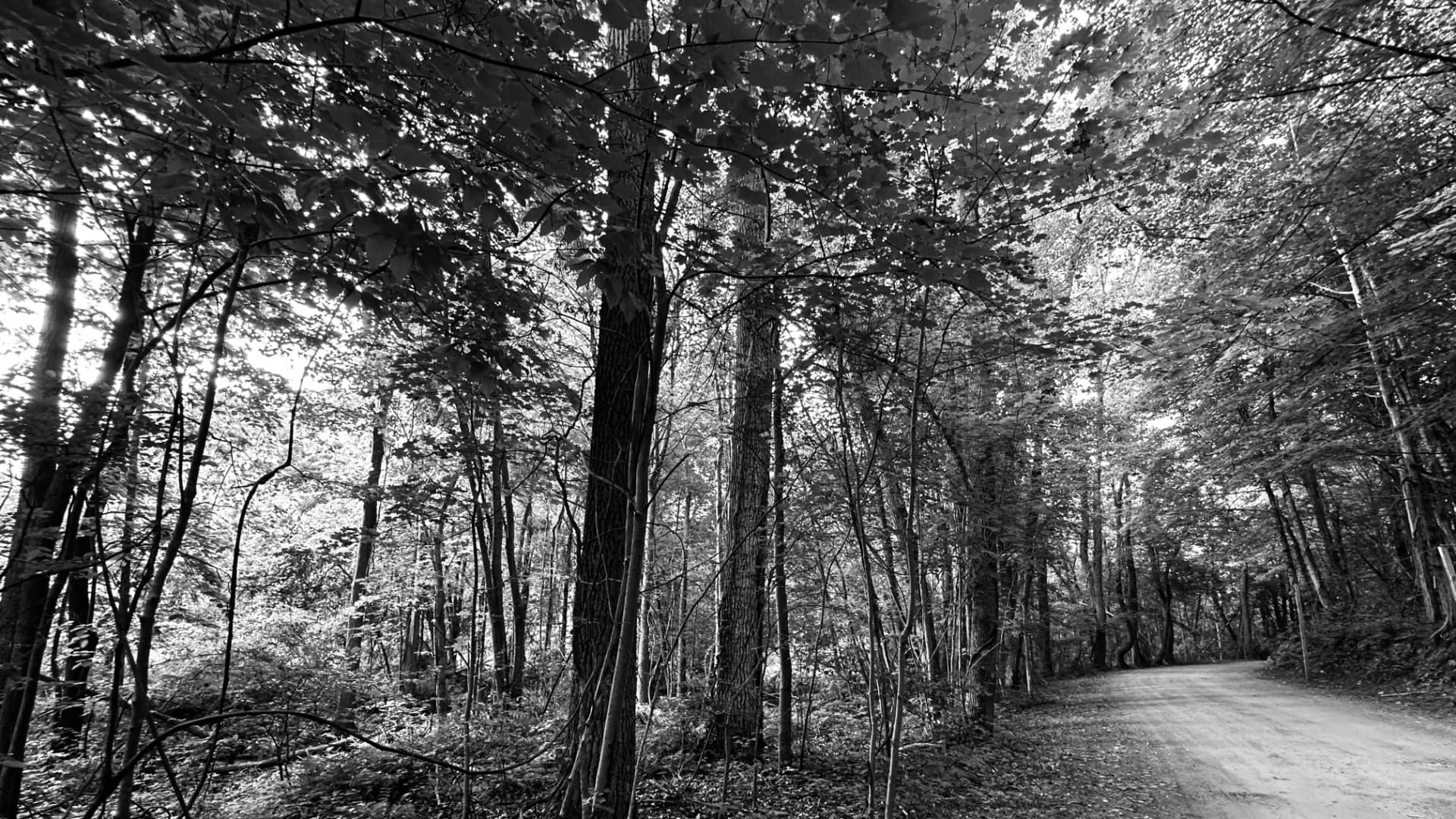 The Path