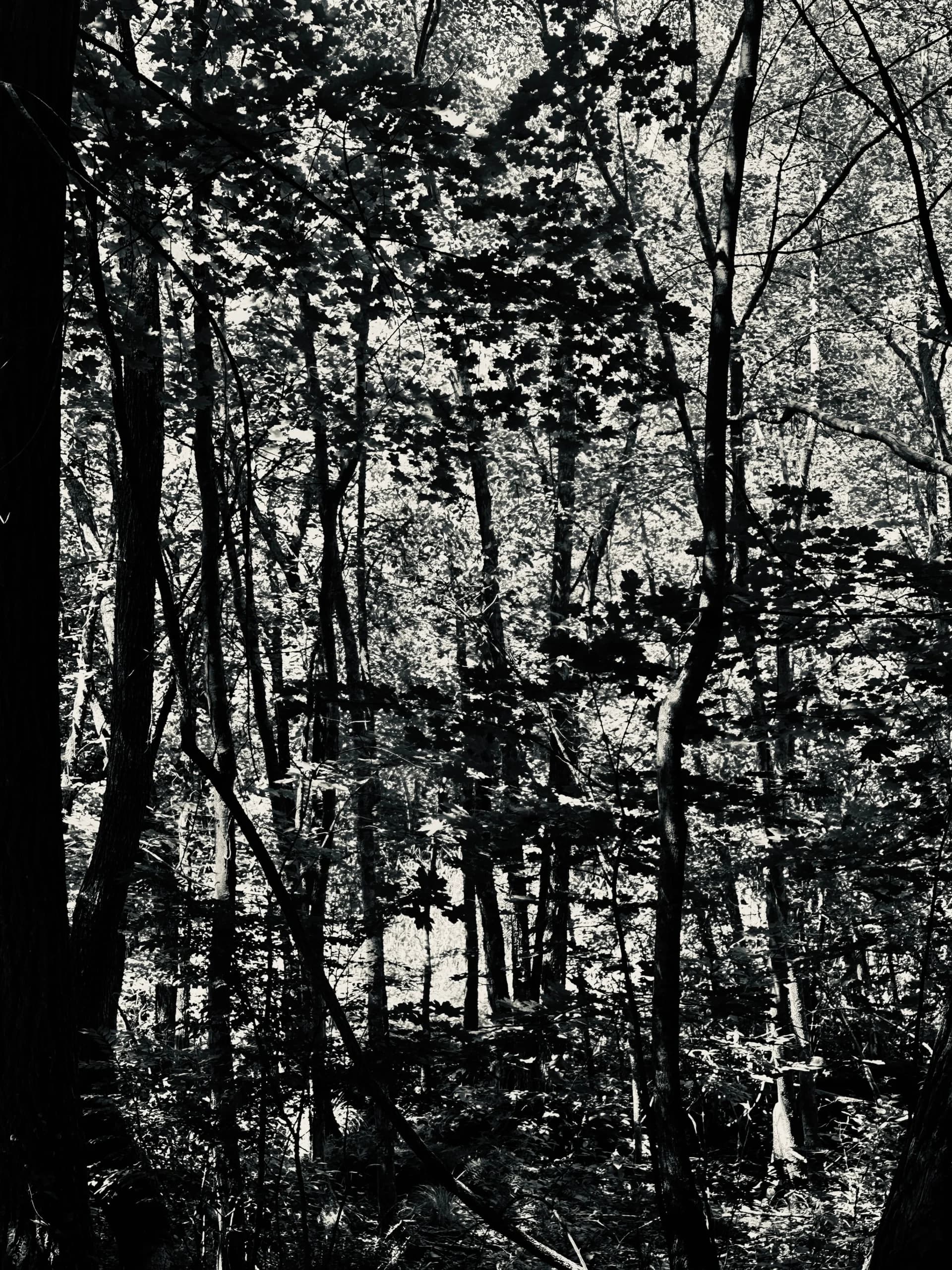 An Abstract Forest