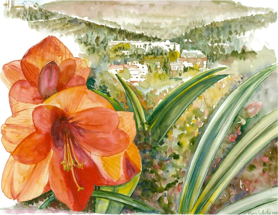 Amaryllis Above the Valley