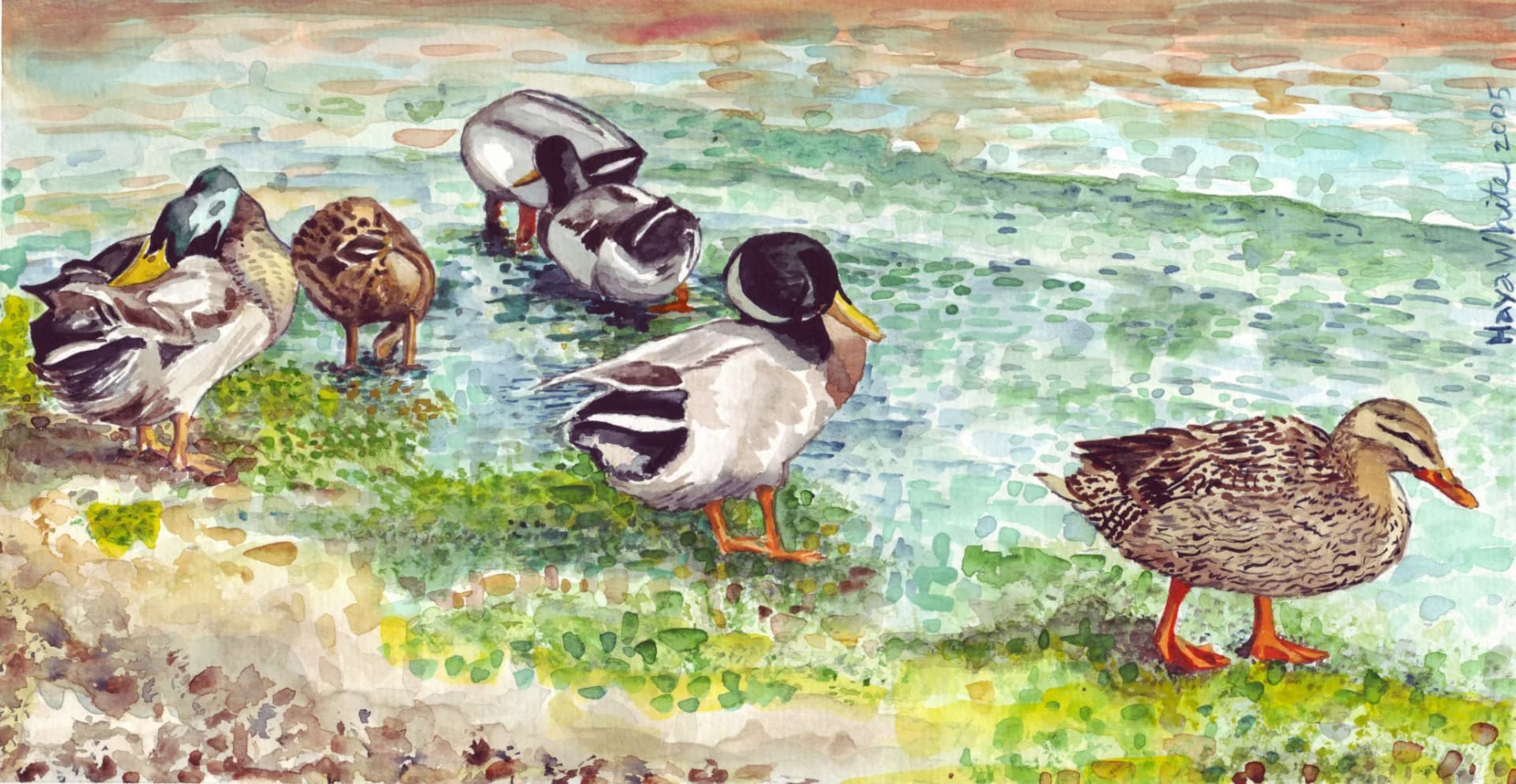 Ducks by the Water