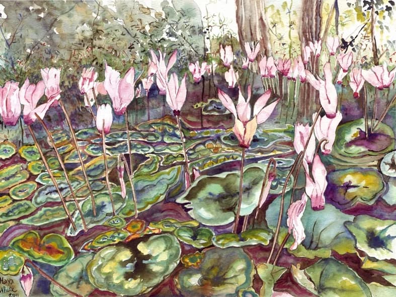Cyclamen in the Grove