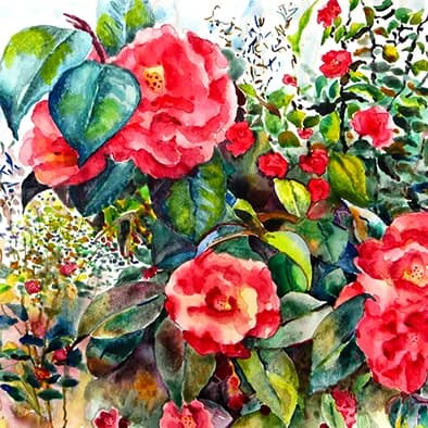 Camellias in Bloom