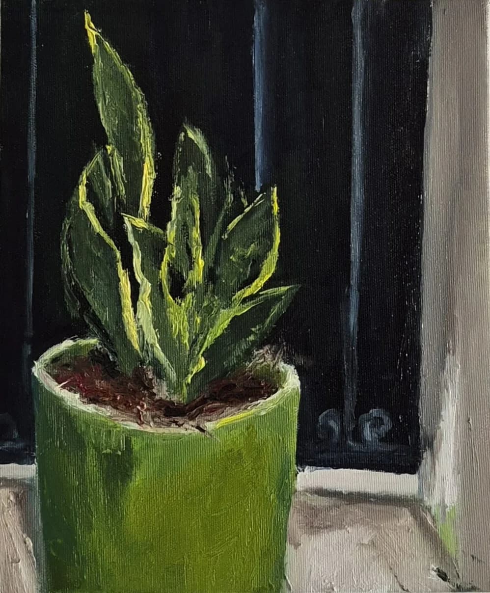 Plant by the Window