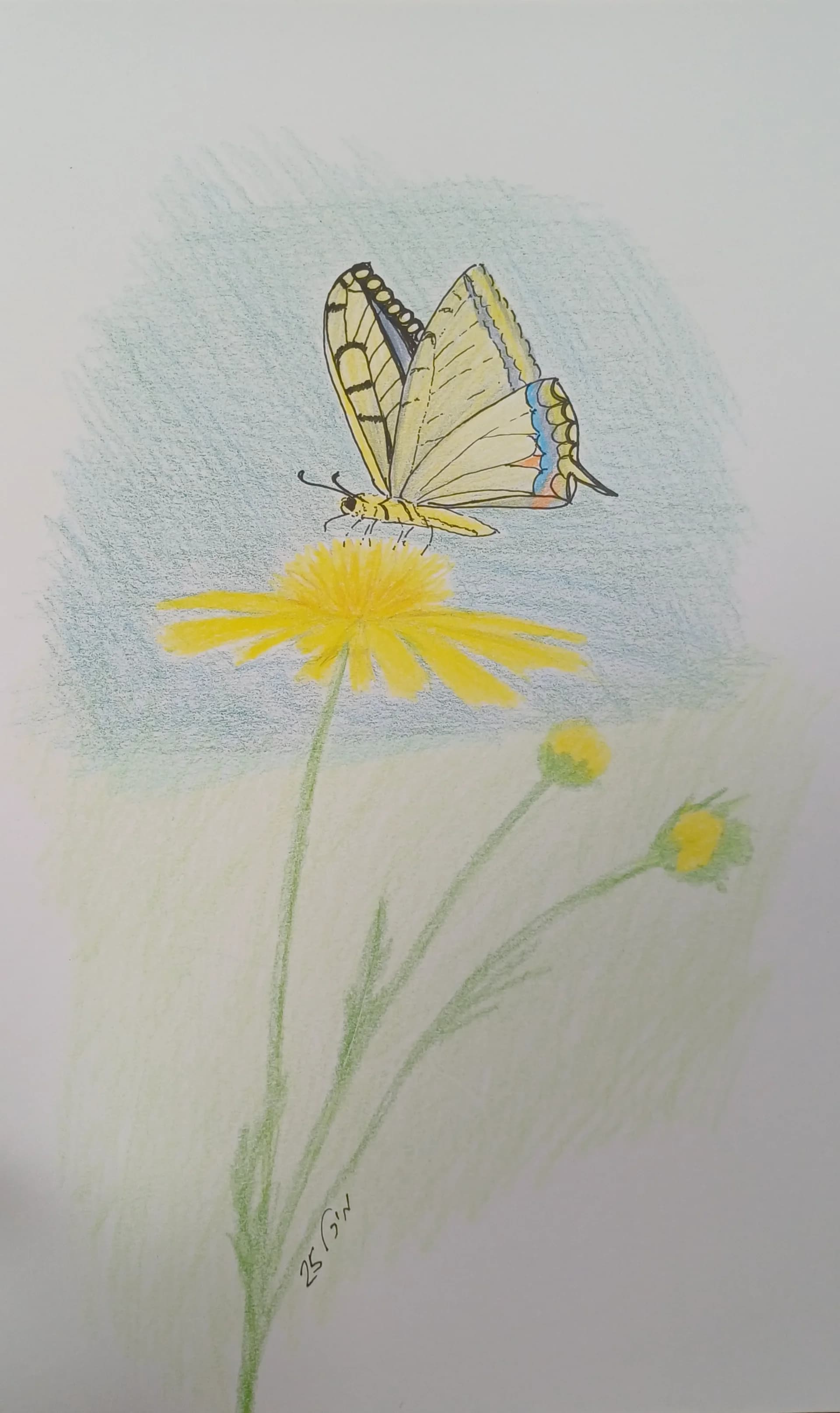 Swallowtail butterfly 1