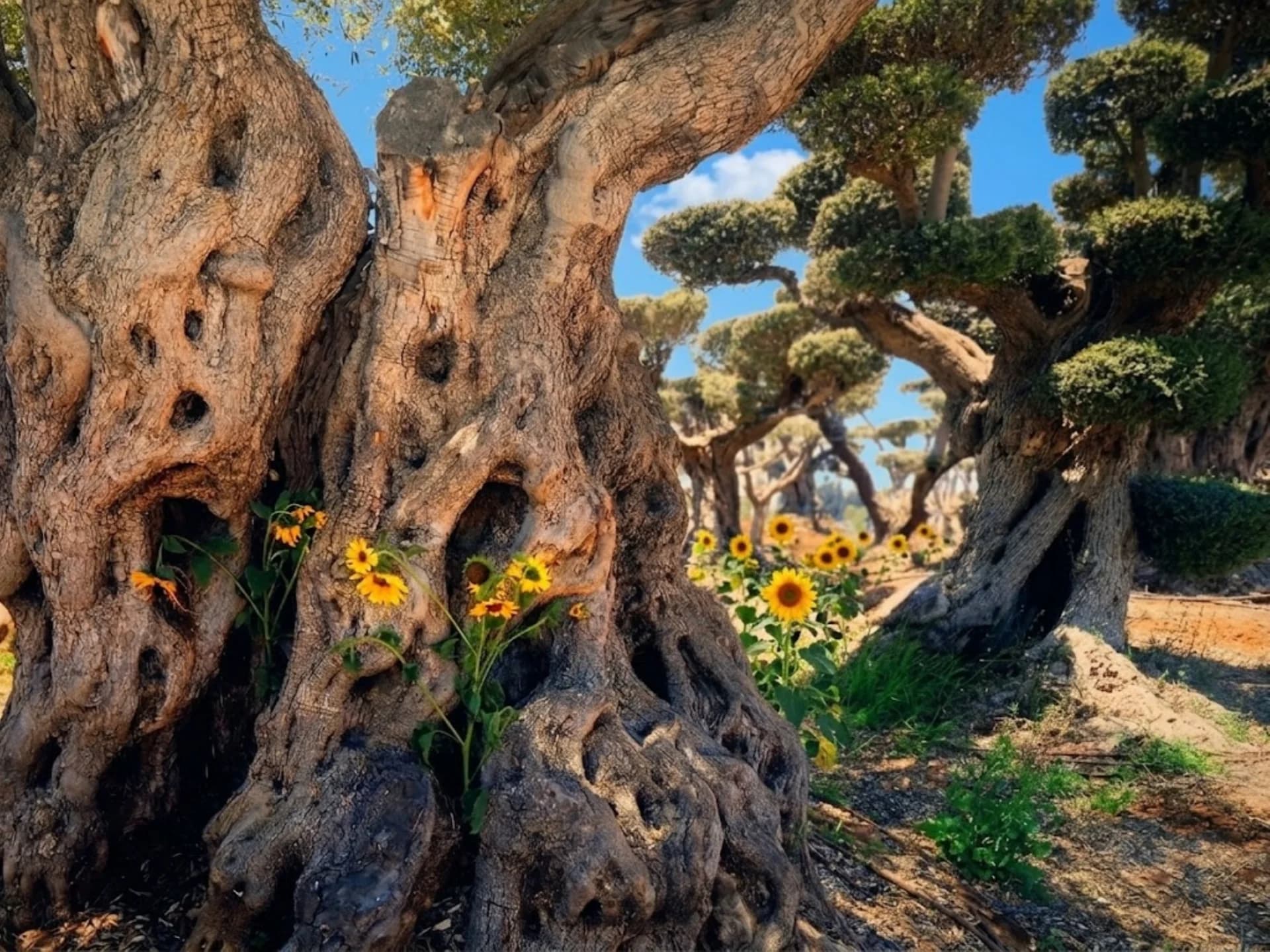 Sunflowers Beneath Olive Trees