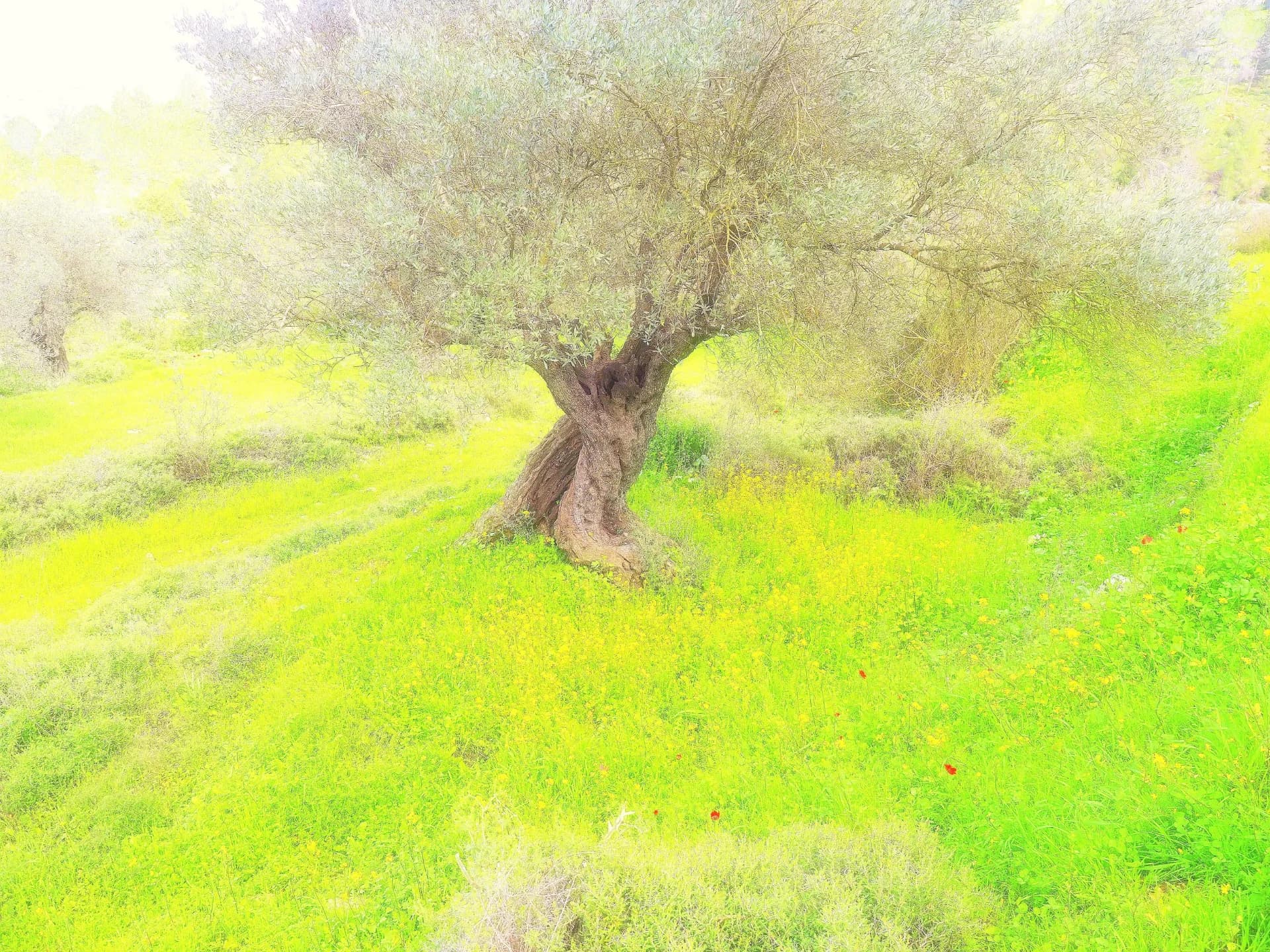 Olive Tree in Light on the green grass