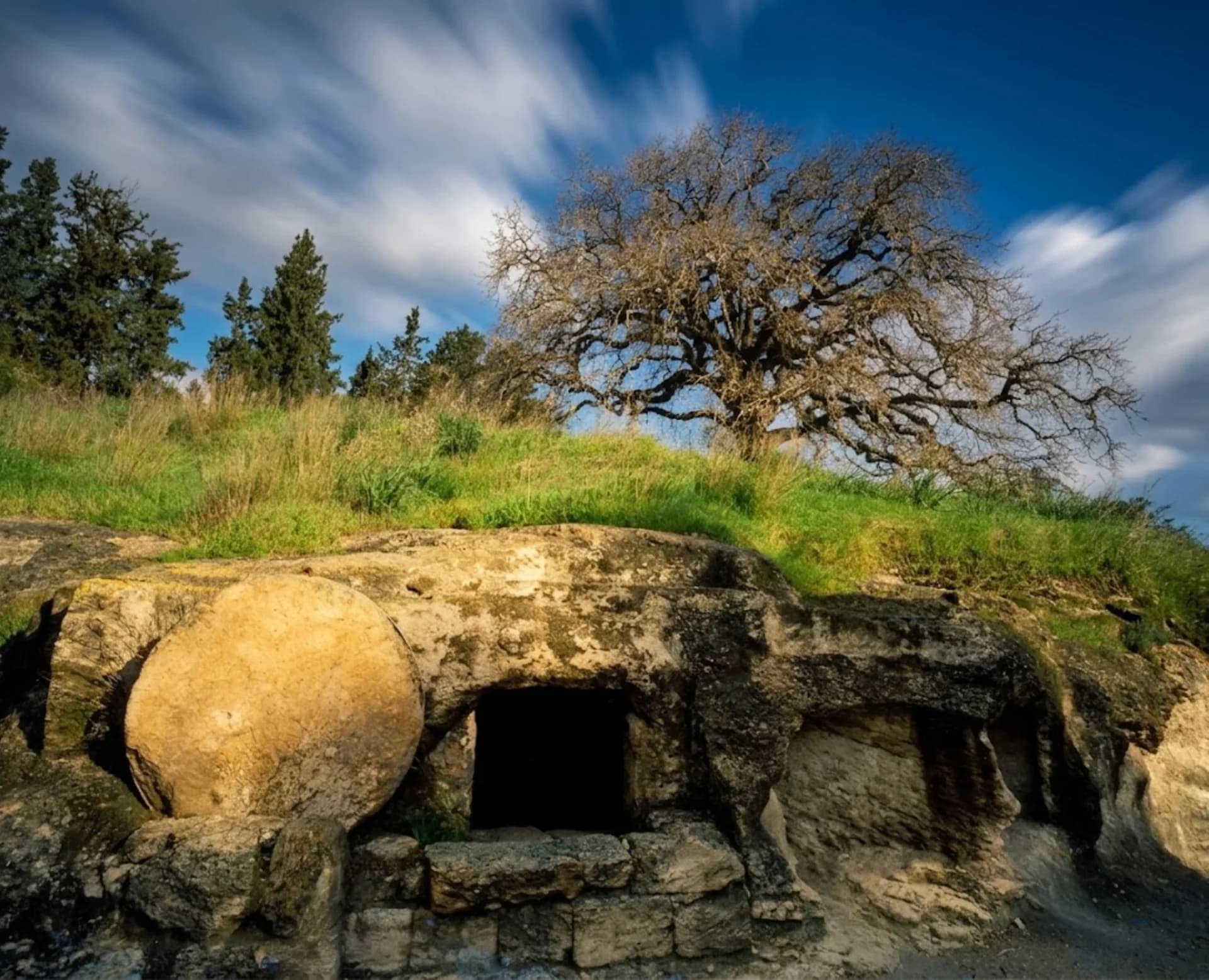 Tree Above the ancient cave