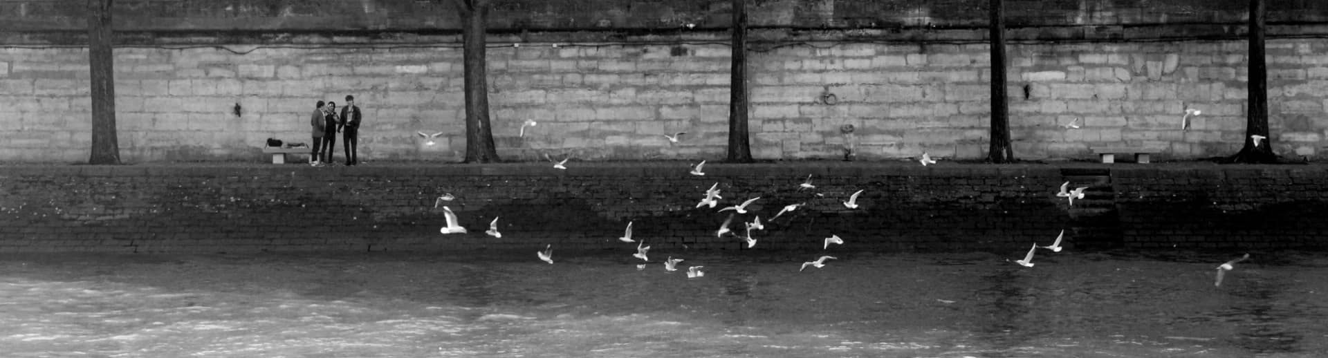 birds over the river