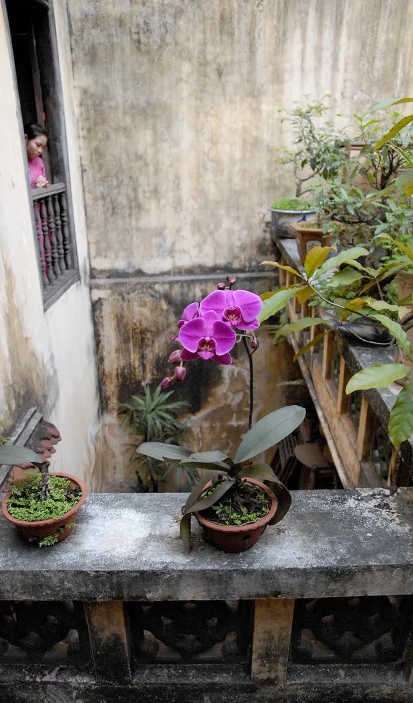 Courtyard Orchid