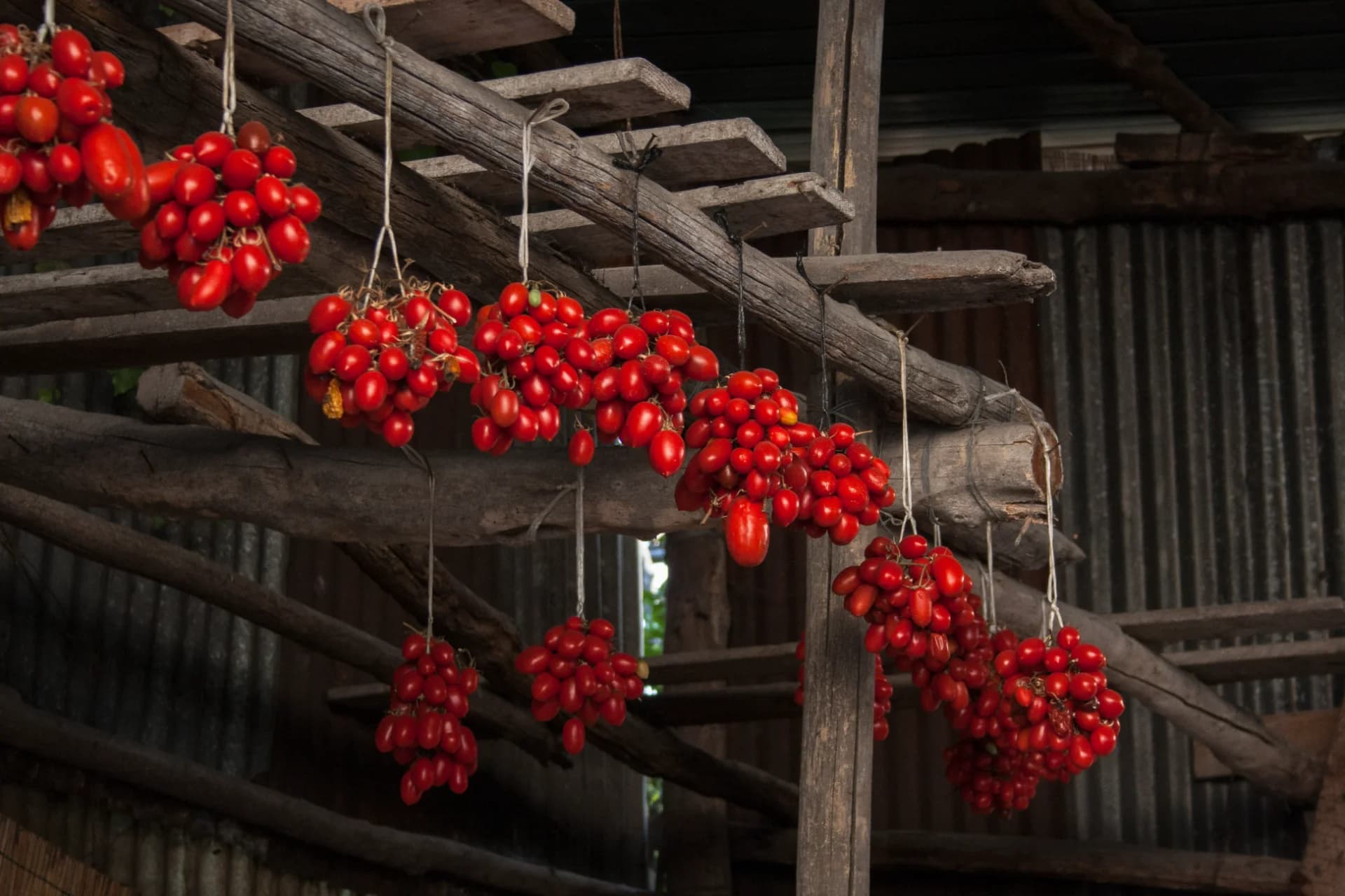A Harvest in Red