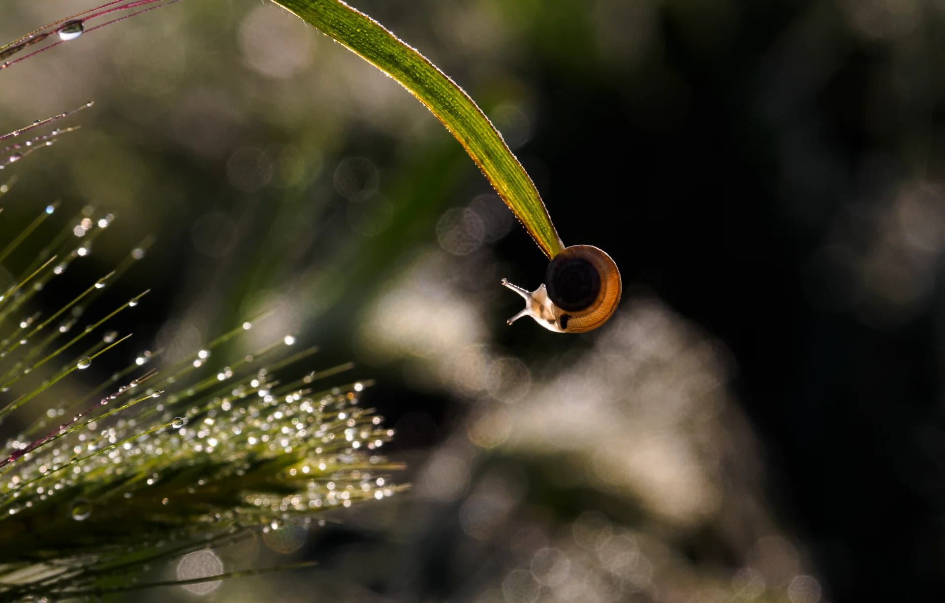 Morning Dew