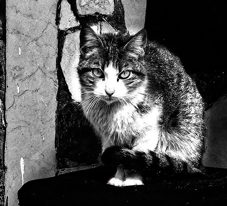 The Watchful Gaze